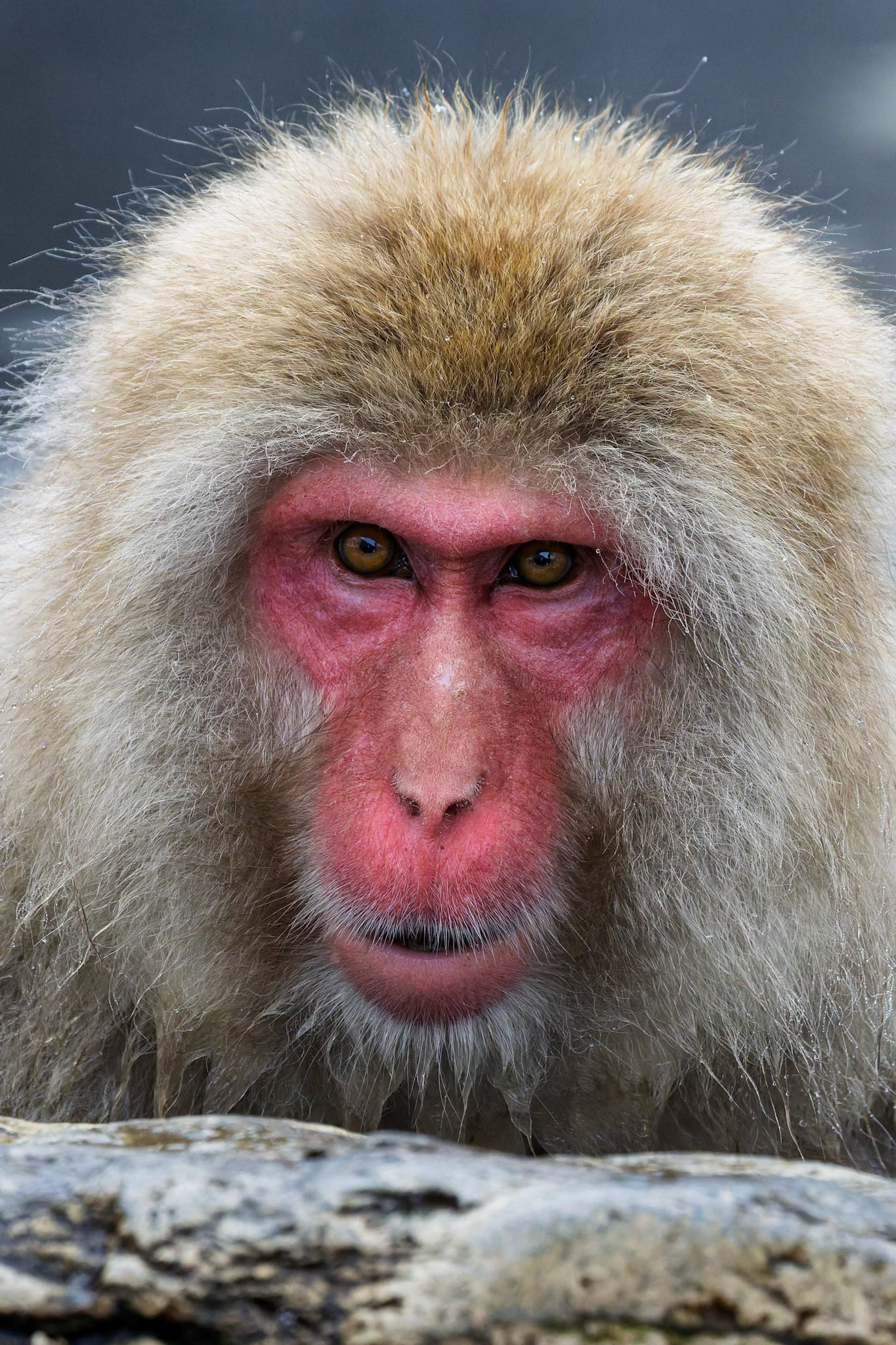 Japanese Macaque (Snow Monkey) at Jigokudani Yaen-Koen, Japan