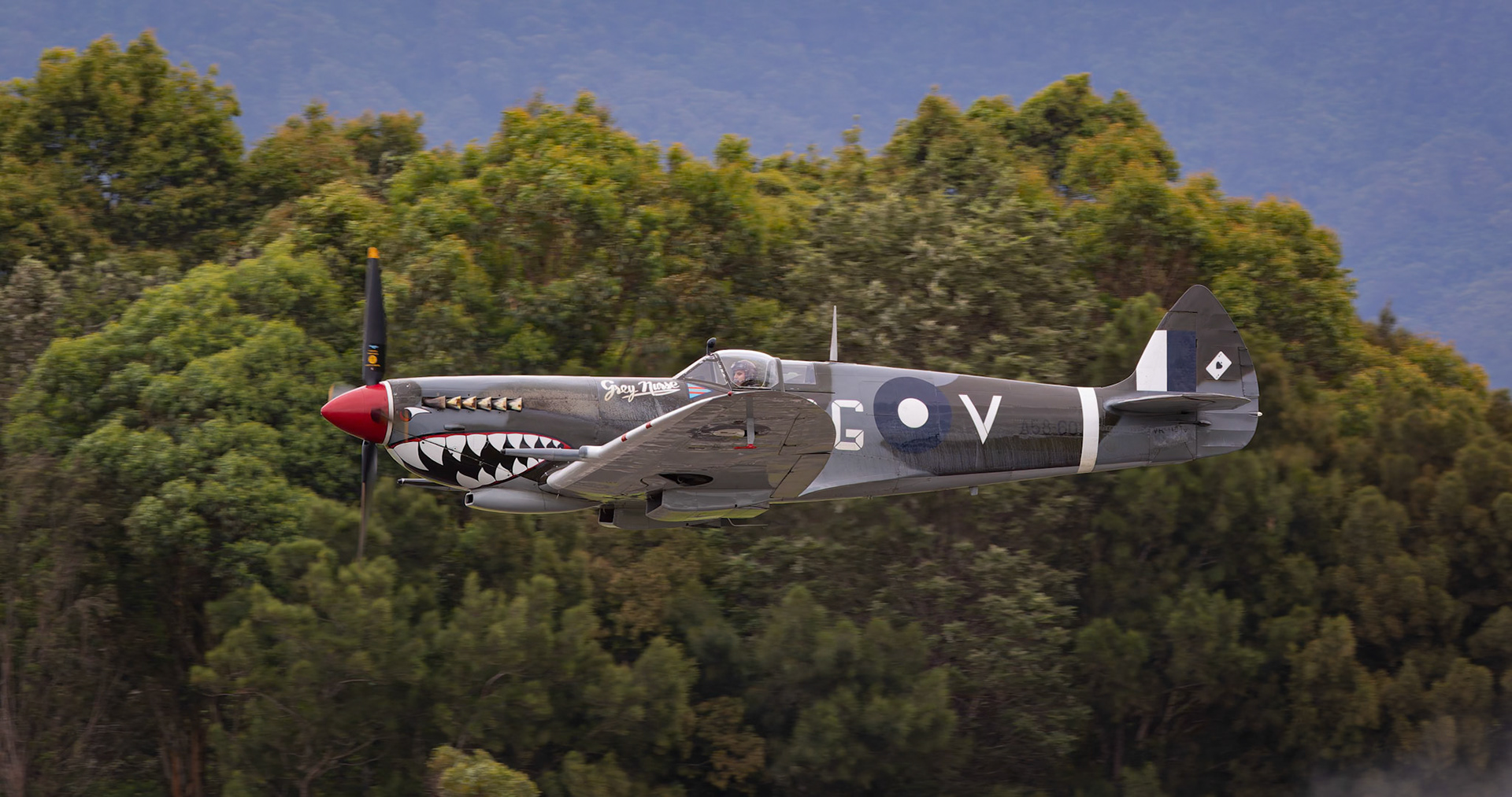 Supermarine Spitfire Mk VIII from the Royal Australian Air Force 100 Squadron on display at the Shellharbour Airport, during the Airshows Downunder Shellharbour, New South Wales, Australia.