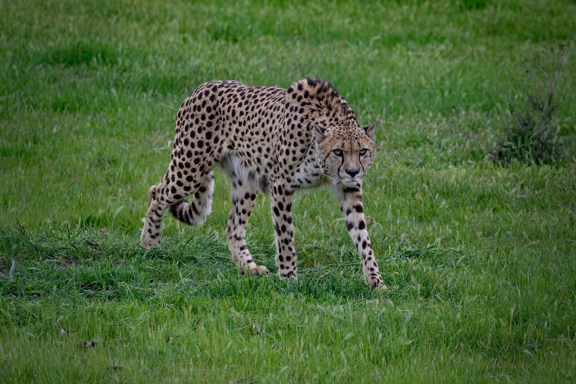 Cheetah at the Monarto Zoo, South Australia, Australia