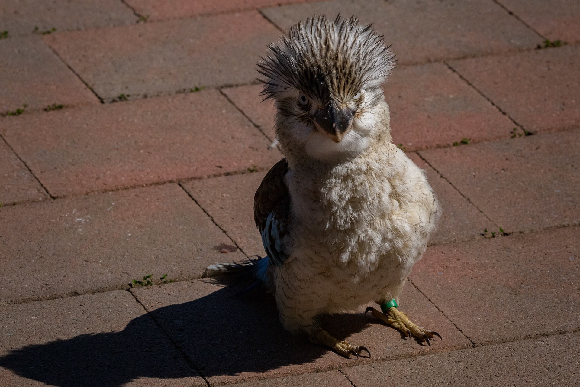Blue Winged Kookaburra at the Raptor Domain on Kangaroo Island, Australia