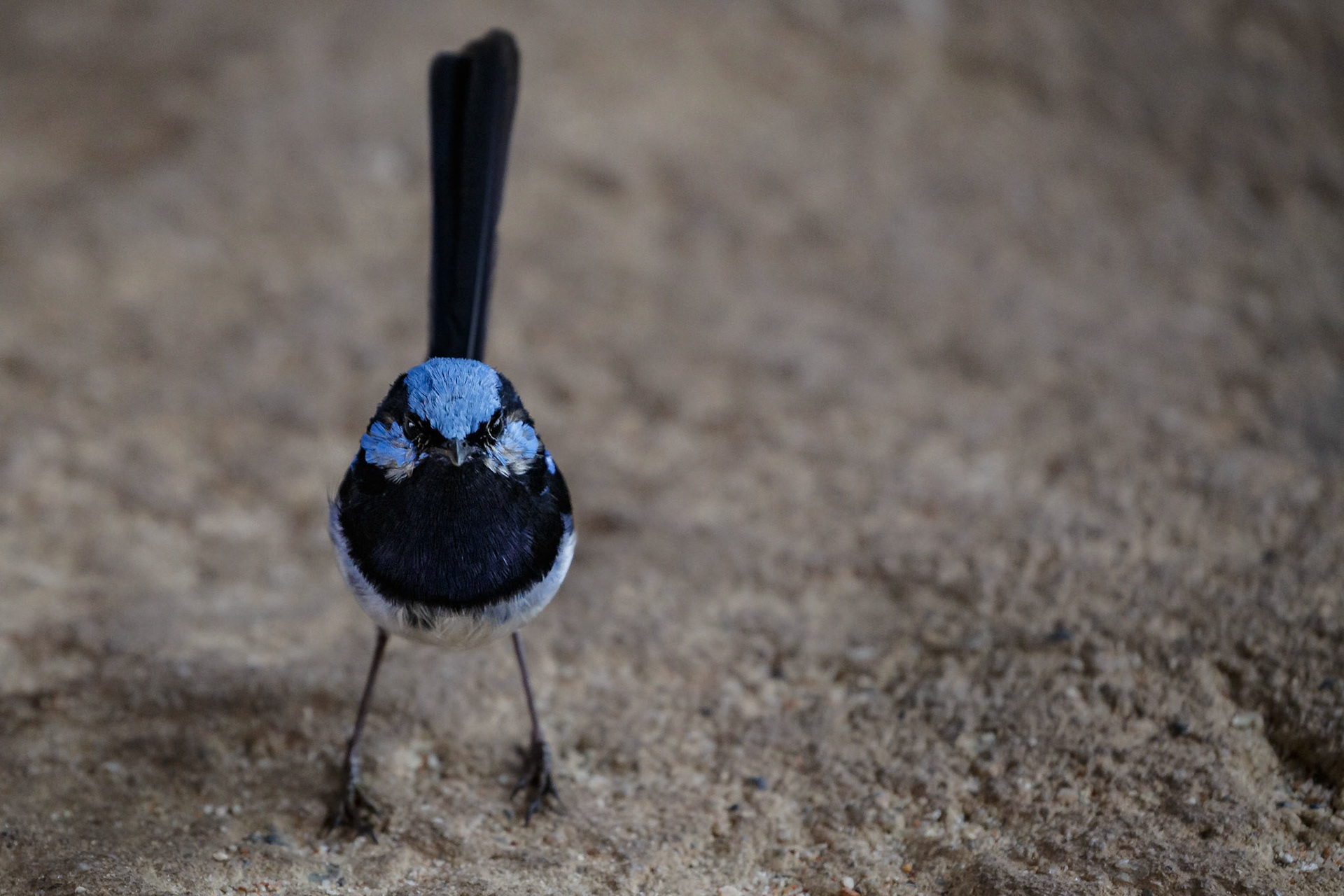 Superb-Fairy Wren at Werribee Open Range Zoo in Werribee South in Victoria, Australia
