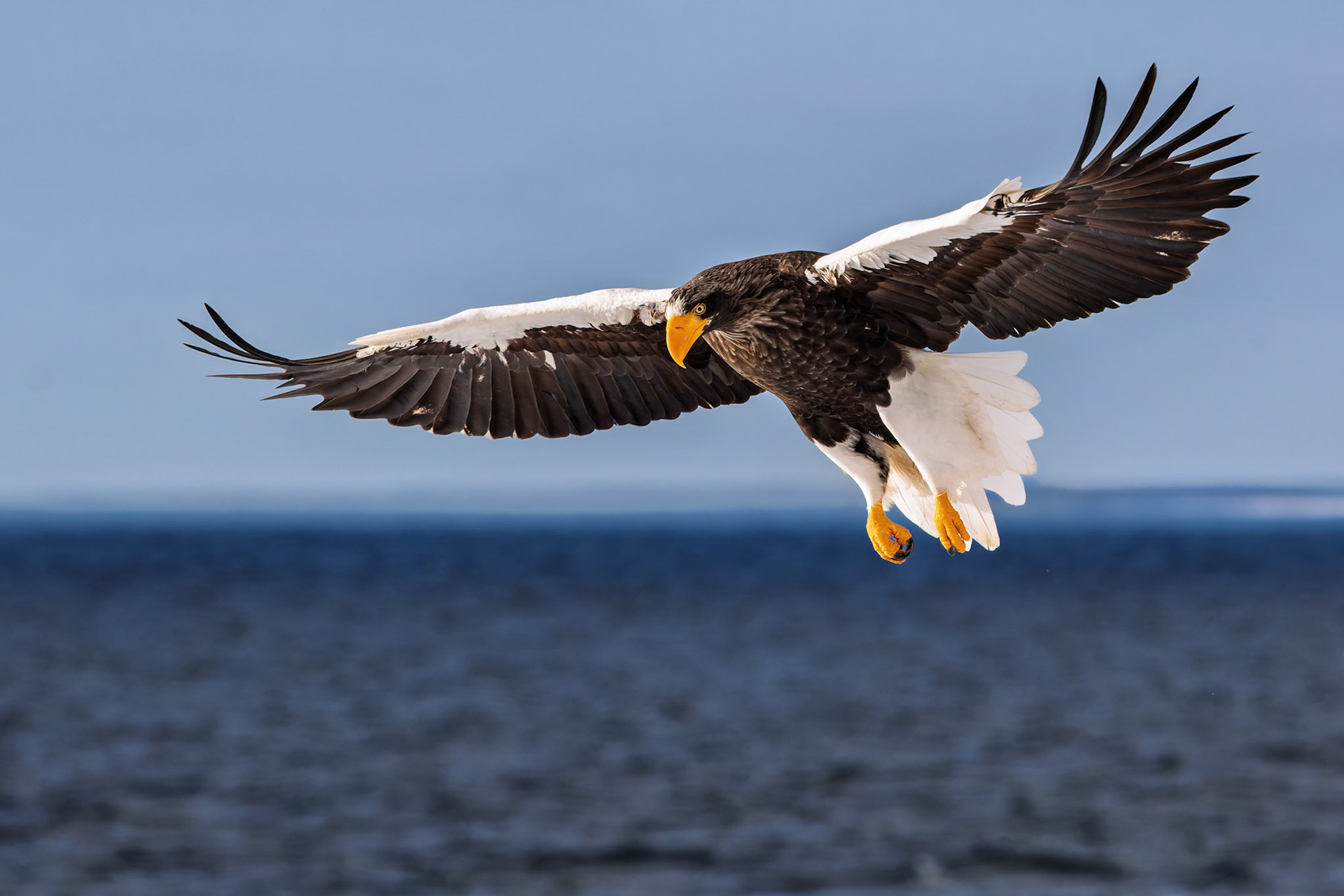 Stella Eagle searching for breakfast at Rausu Fishing Port on the Island of Hokkaido, Japan