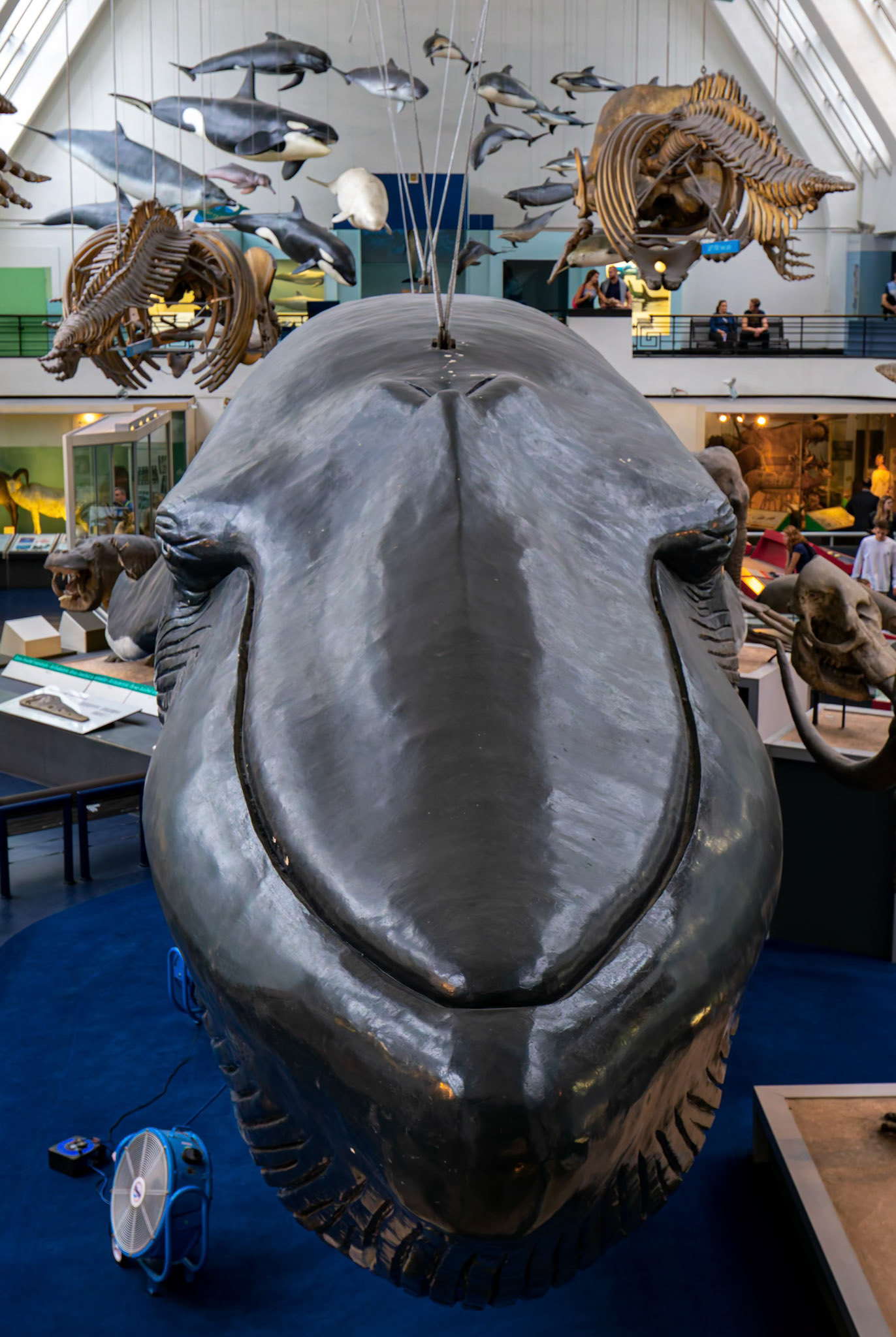 Animal Kingdom at the Natural History Museum in London, England