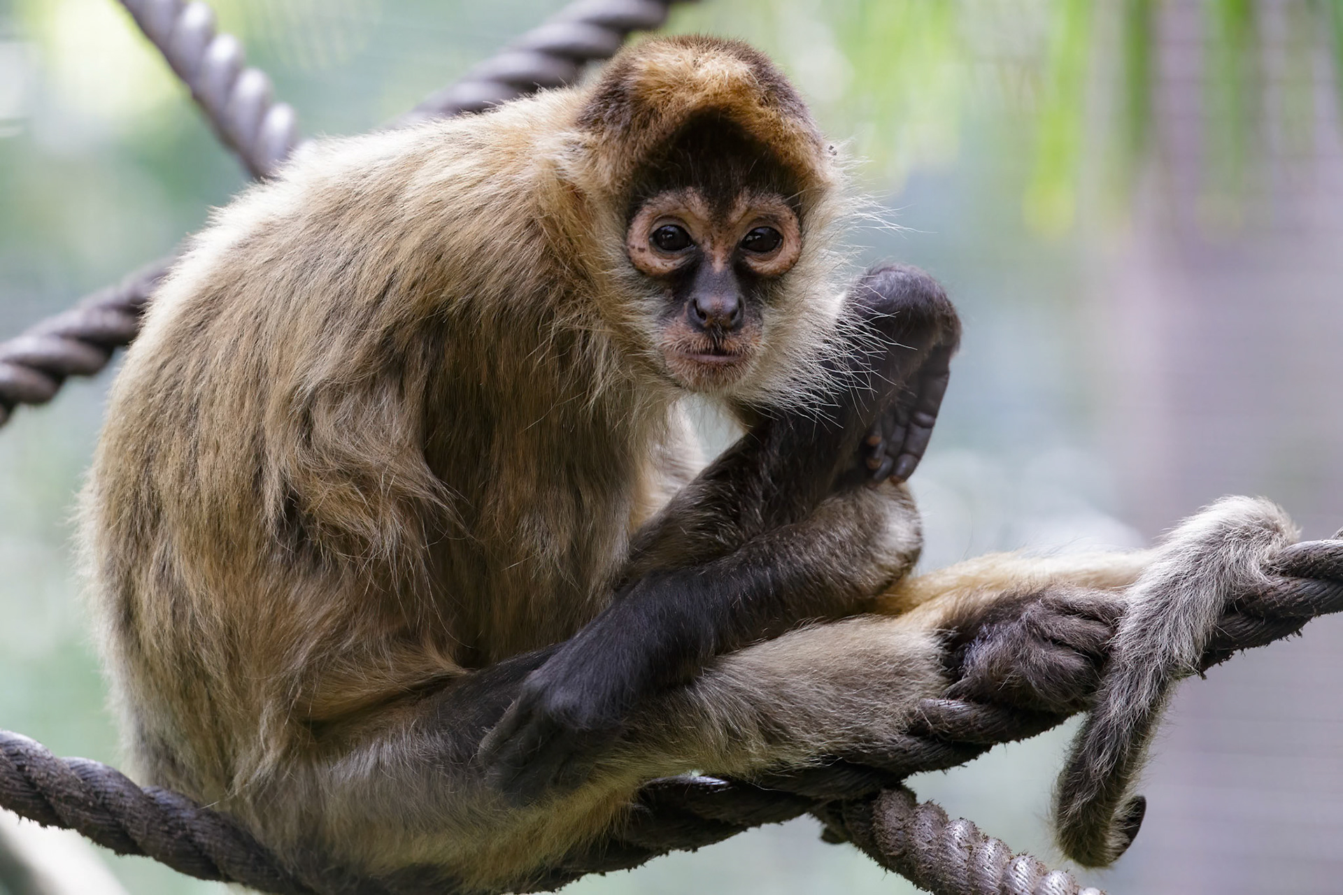 Black-Handed Spider Monkey at the Melbourne Zoo in Melbourne, Australia
