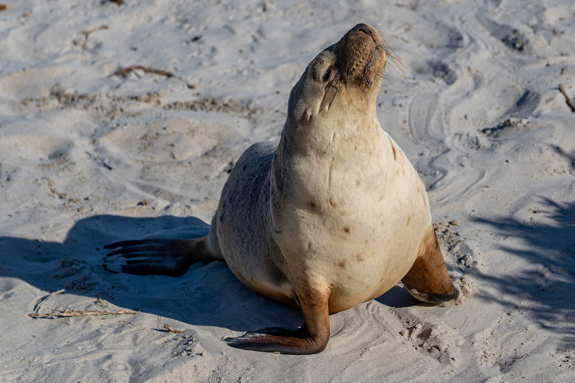 Australian Sea Lion at Seal Bay on Kangaroo Island, Australia