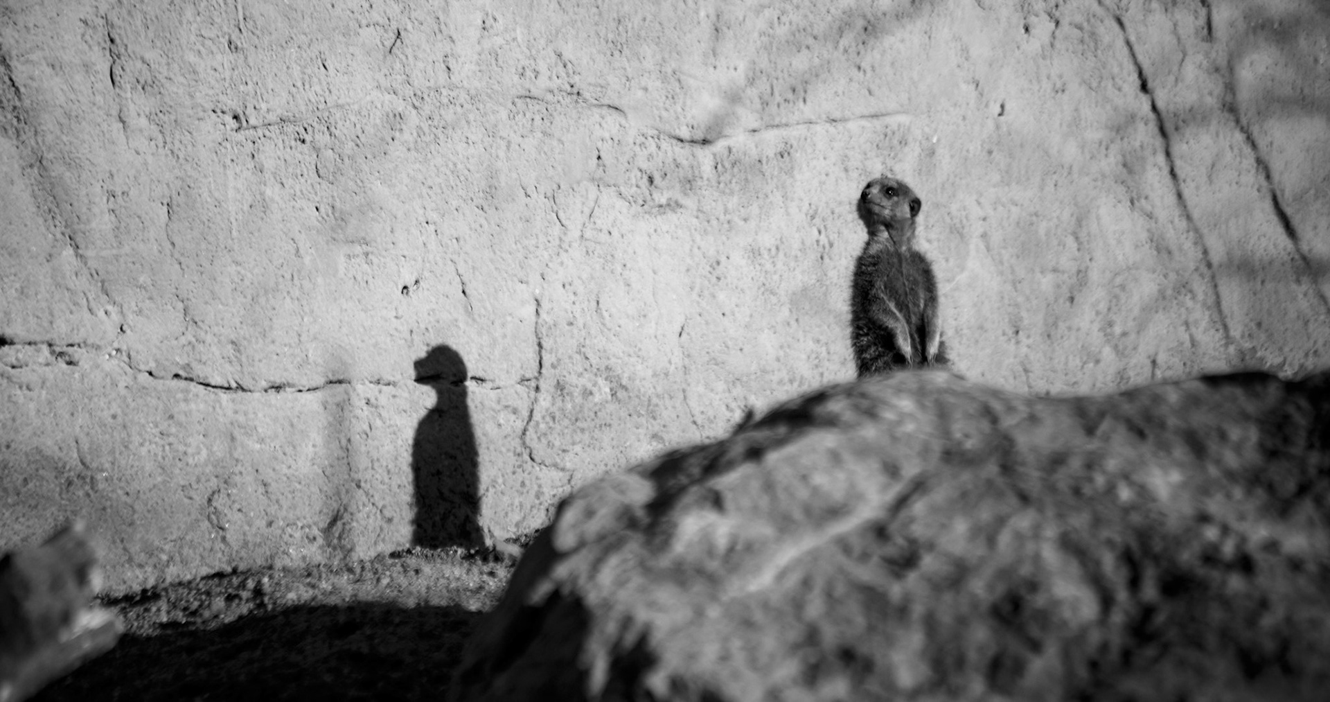 Meerkat at the Chester Zoo, England