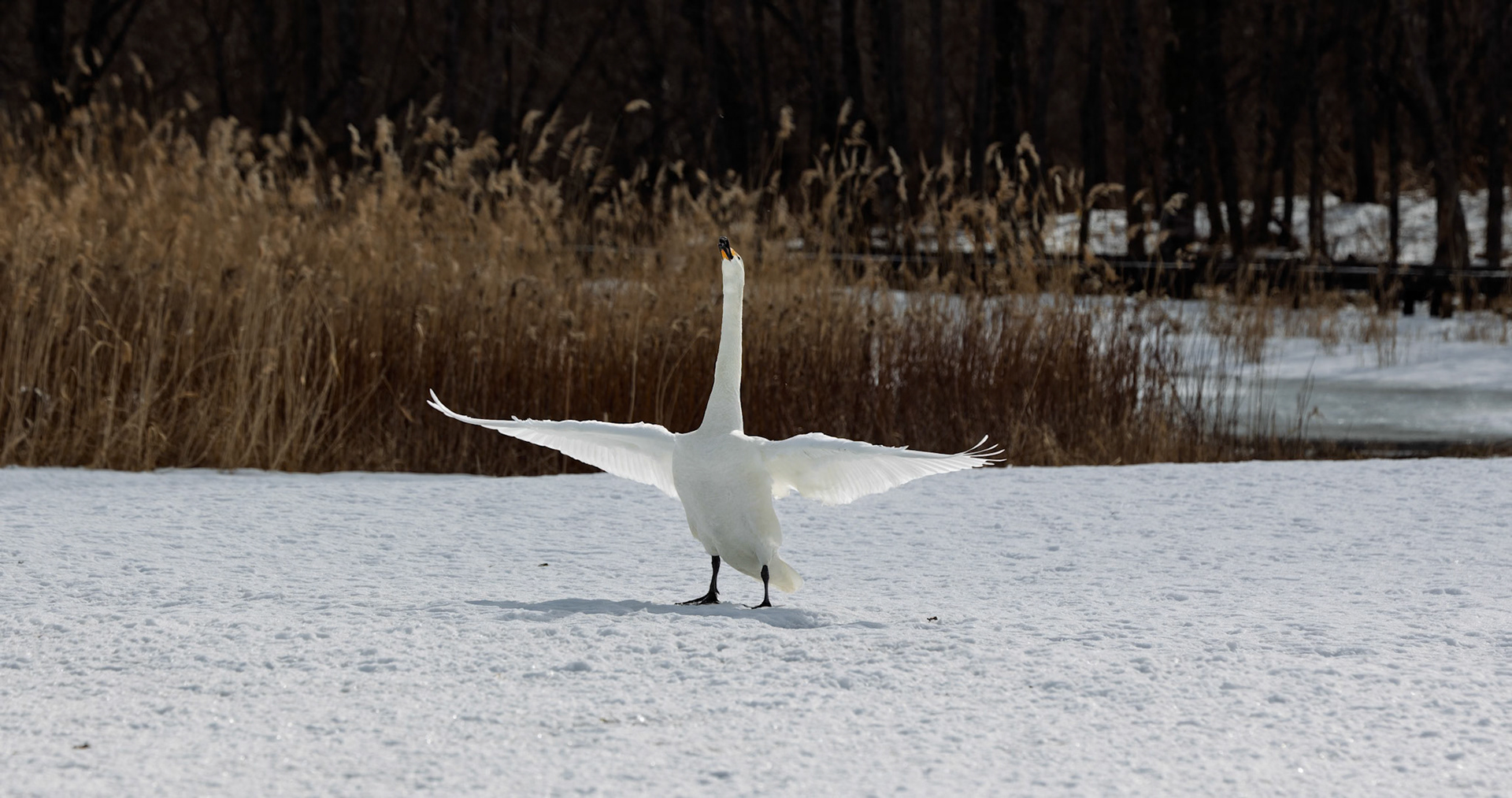 Whooper swan at the Akan International Crane Center in Kushiro on the island of Hokkaido, Japan