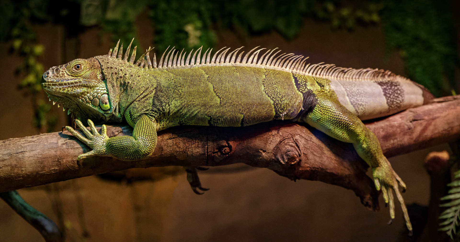 Green Iguana at National Zoo &amp; Aquarium in Canberra, Australia