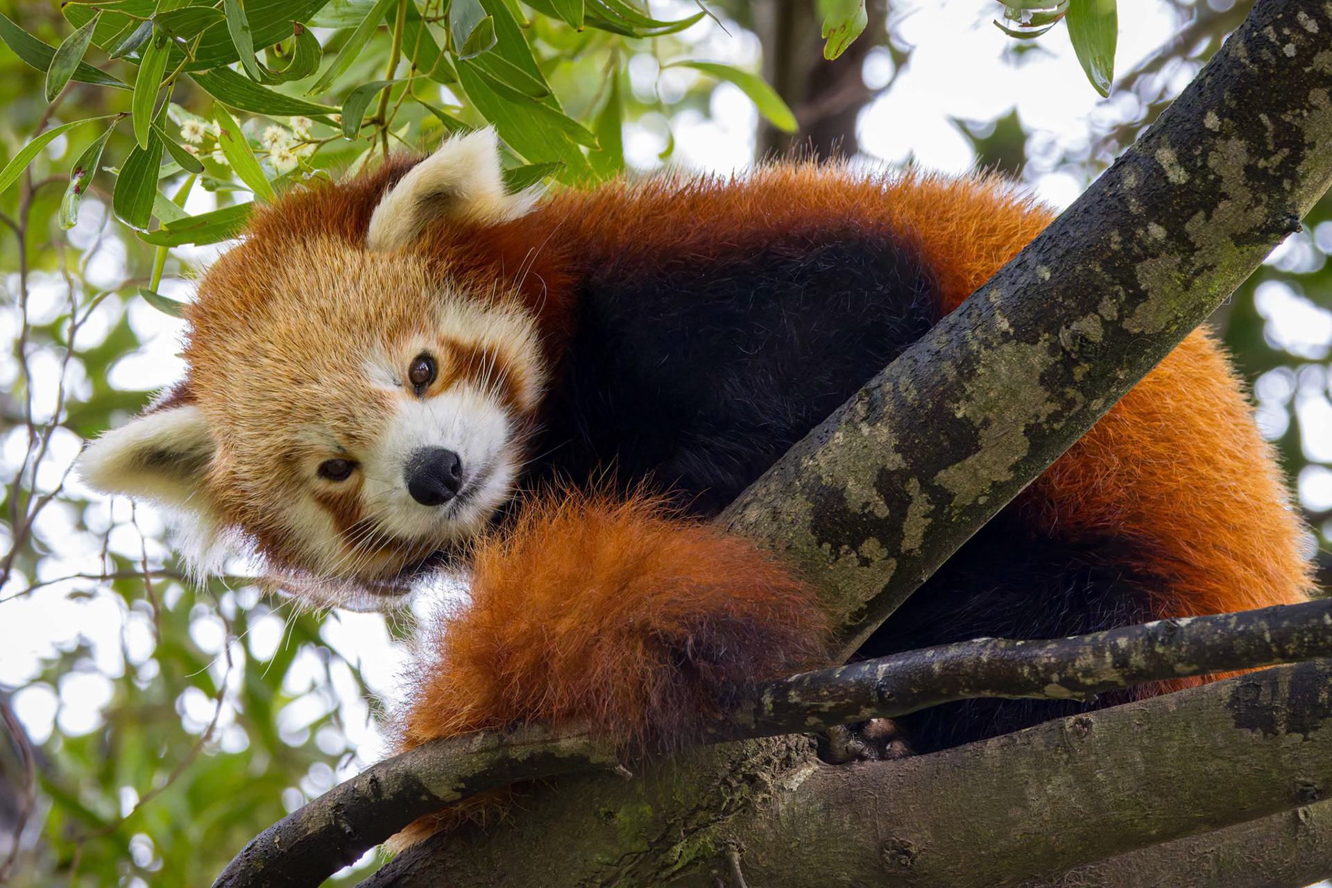 Red Panda at the Tasmanian Zoo outside of Launceston in Tasmania, Australia
