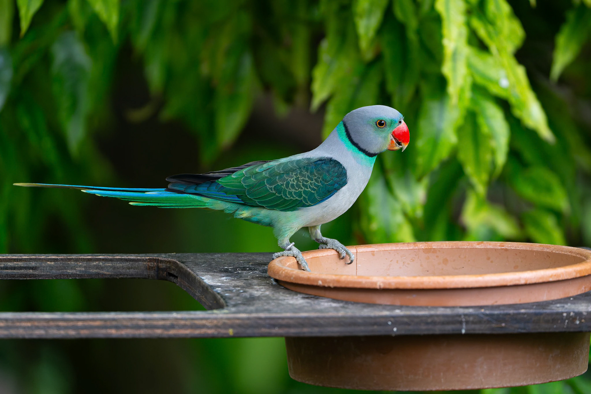 Malabat Parakeet at the Adelaide Zoo, South Australia, Australia