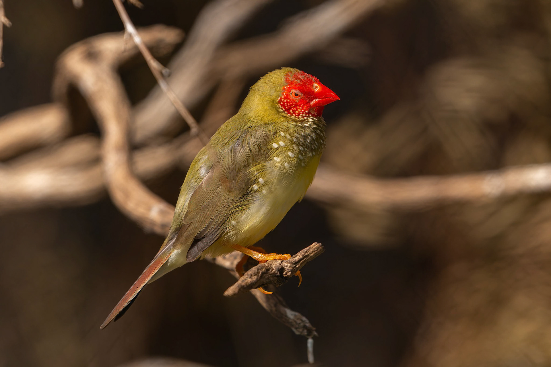 Star Finch at the Gorge Wildlife Park, South Australia, Australia