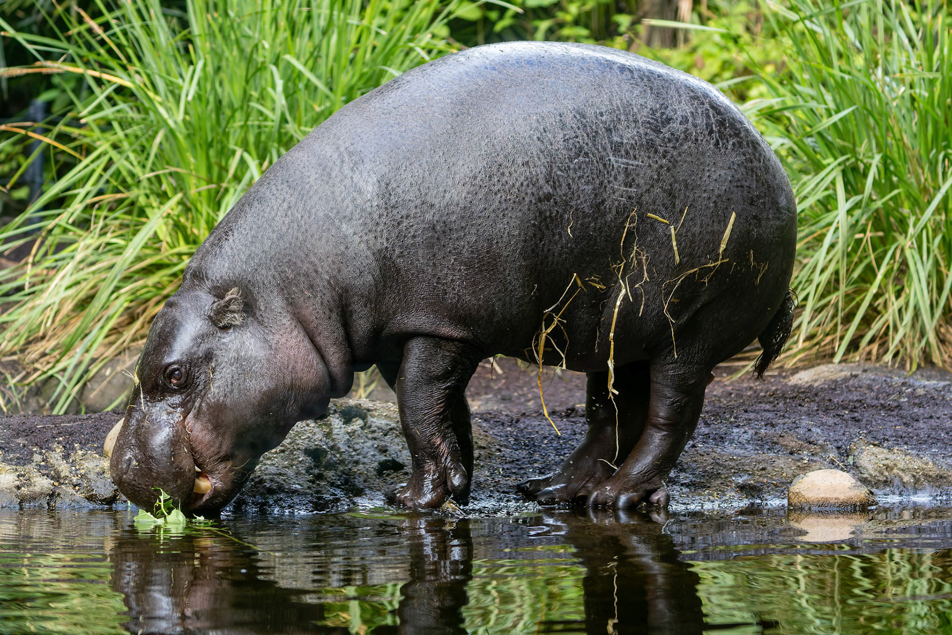 Pygmy Hippopotamus at the Melbourne Zoo in Melbourne, Australia