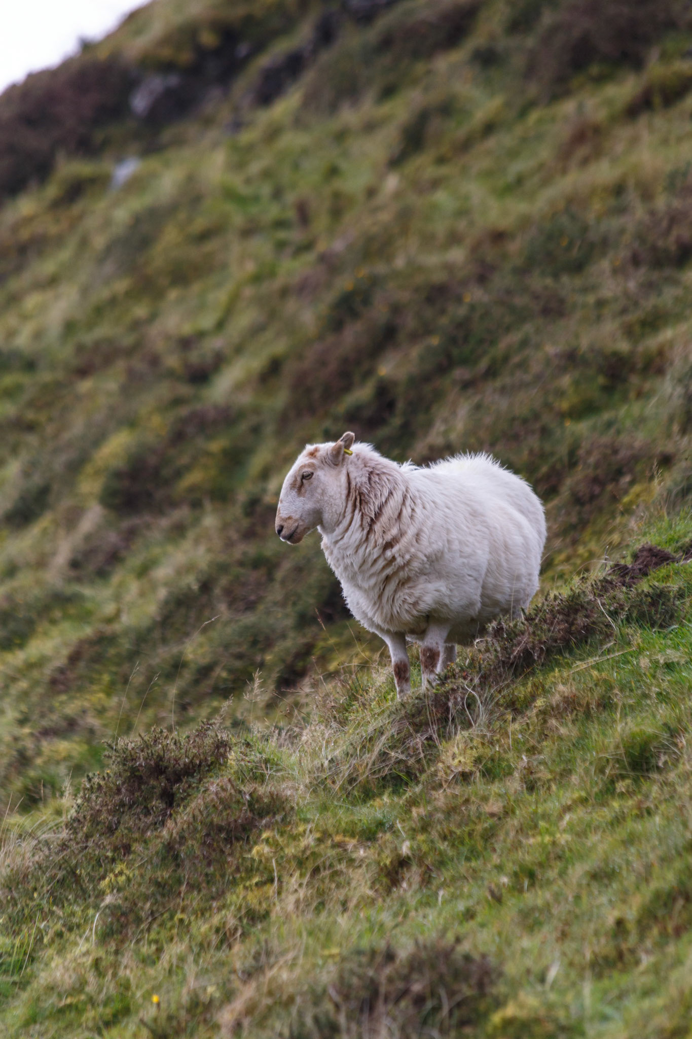 Sheep at Cad West on the Machloop, Wales