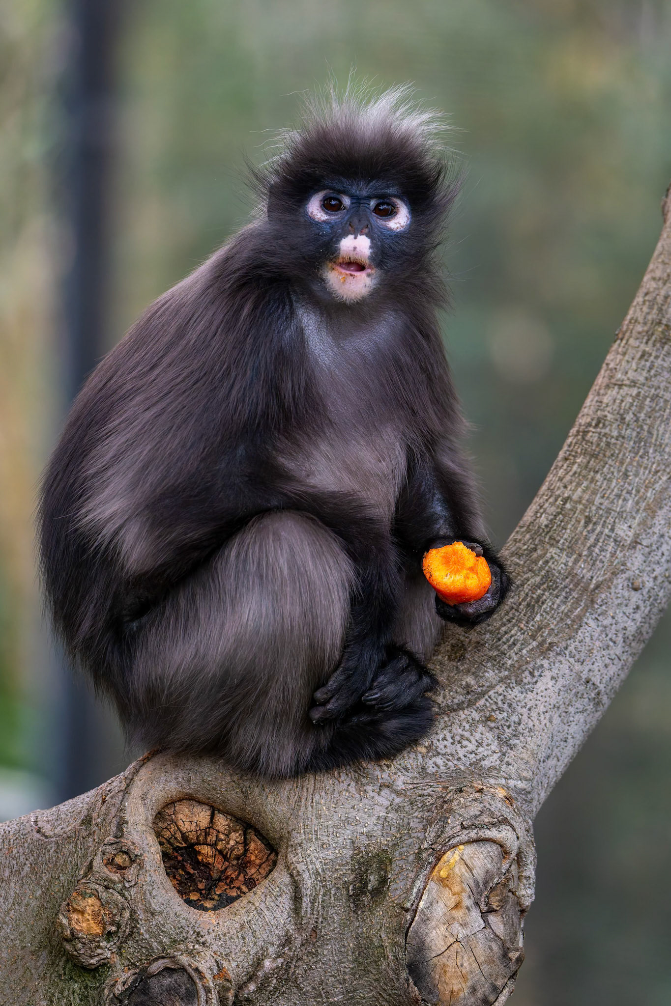 Dusky Leaf-Monkey at the Adelaide Zoo, South Australia, Australia