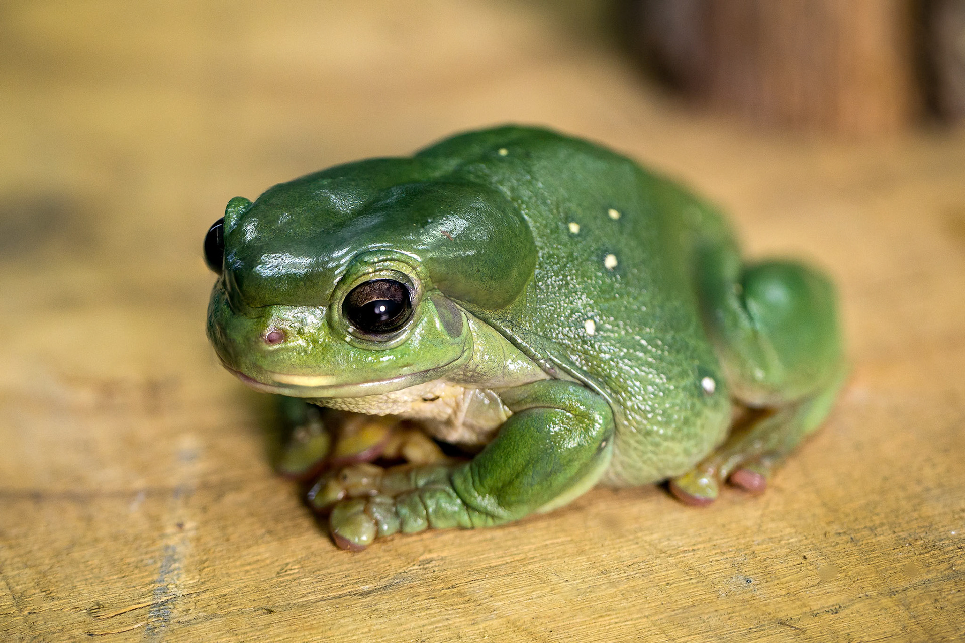 Magnificant Tree Frog at the Digital Camera Warehouse Macro WildLife Workshop with the Wild Rangers WildLife Encounters at the Junction in Annerley, Brisbane, Australia