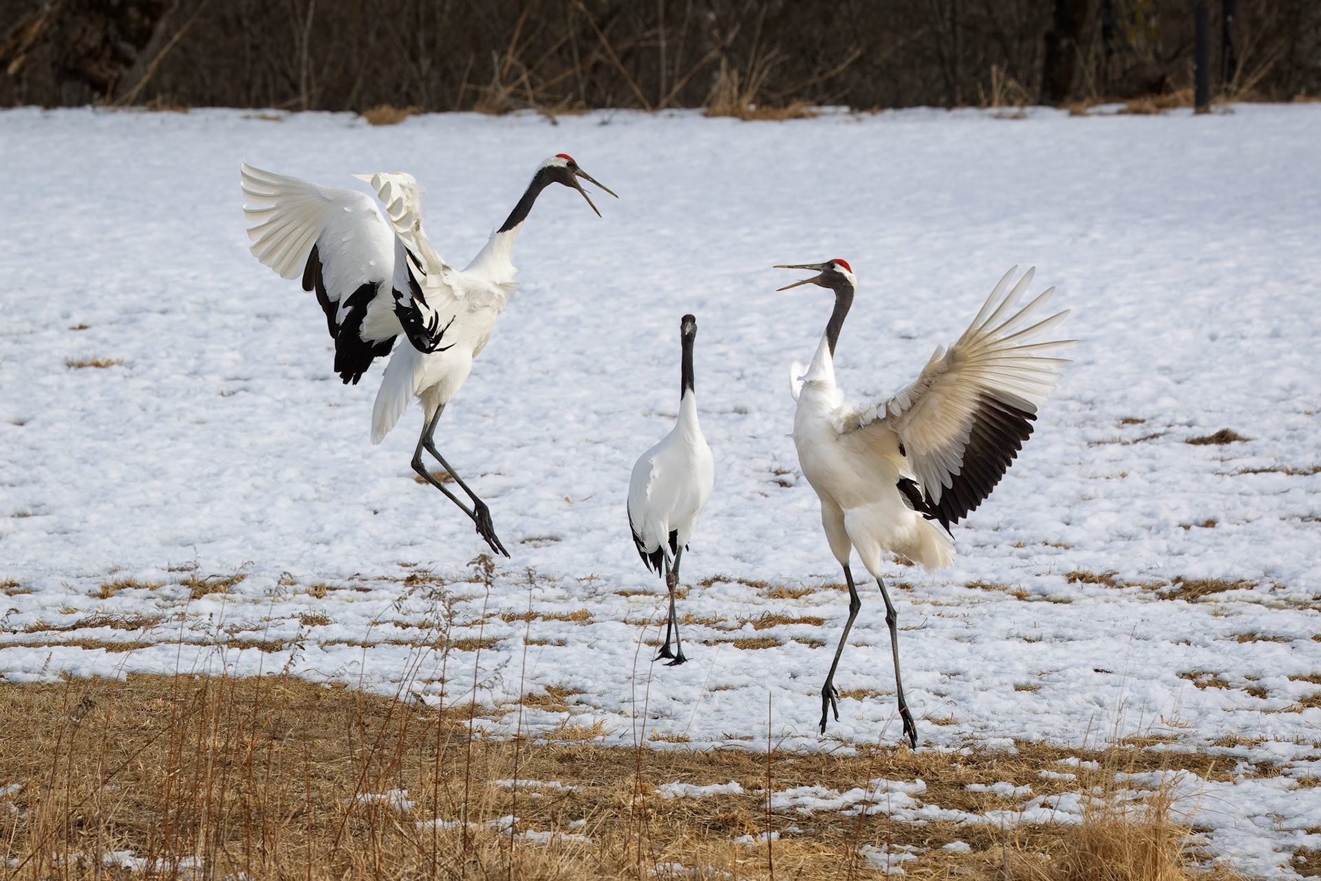 Red-Crowned Cranes at the Akan International Crane Center in Kushiro on the island of Hokkaido, Japan