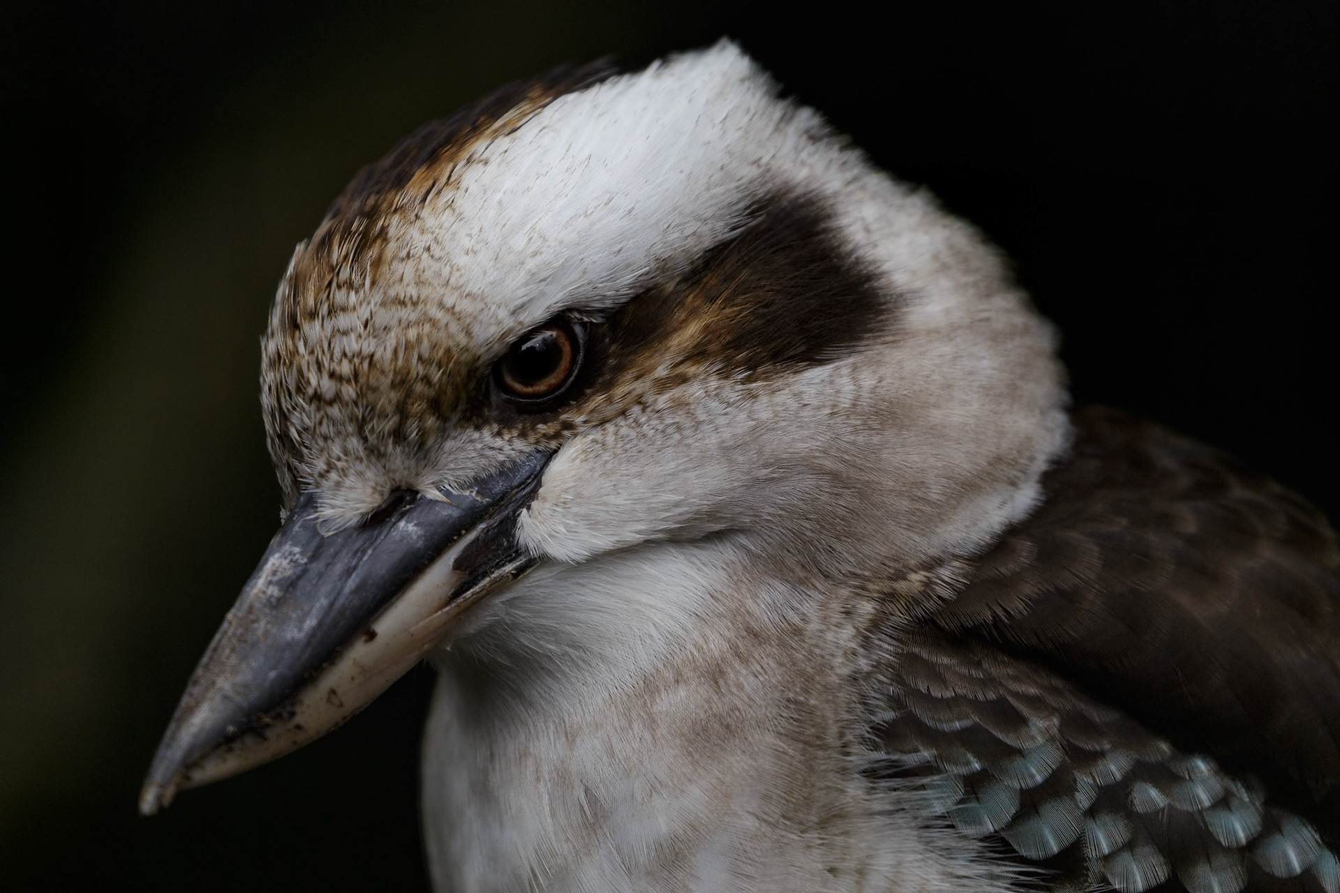 Laughing Kookaburra at the Kangaroo Island Wildlife Park on Kangaroo Island, Australia