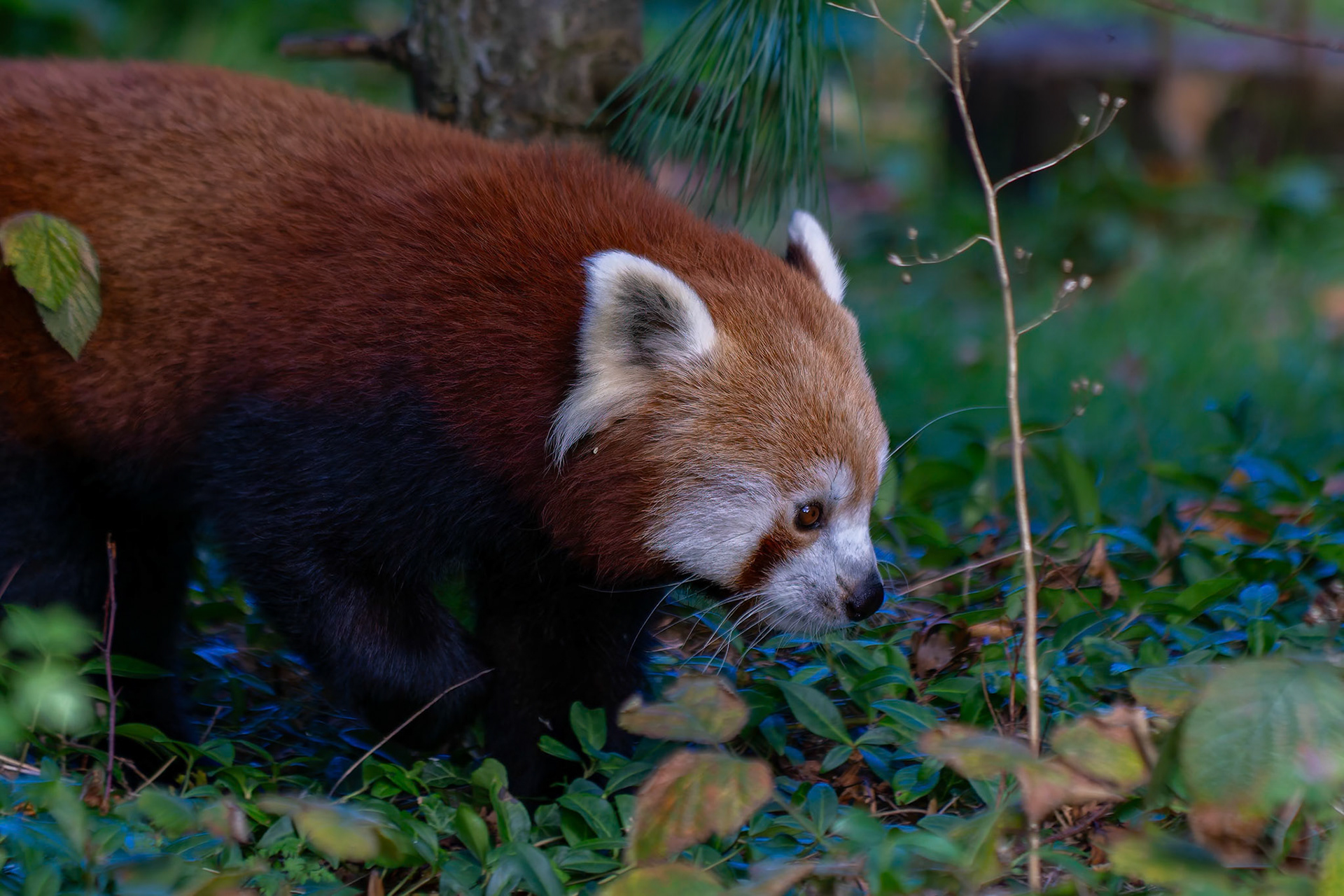Red Panda at the Chester Zoo, England