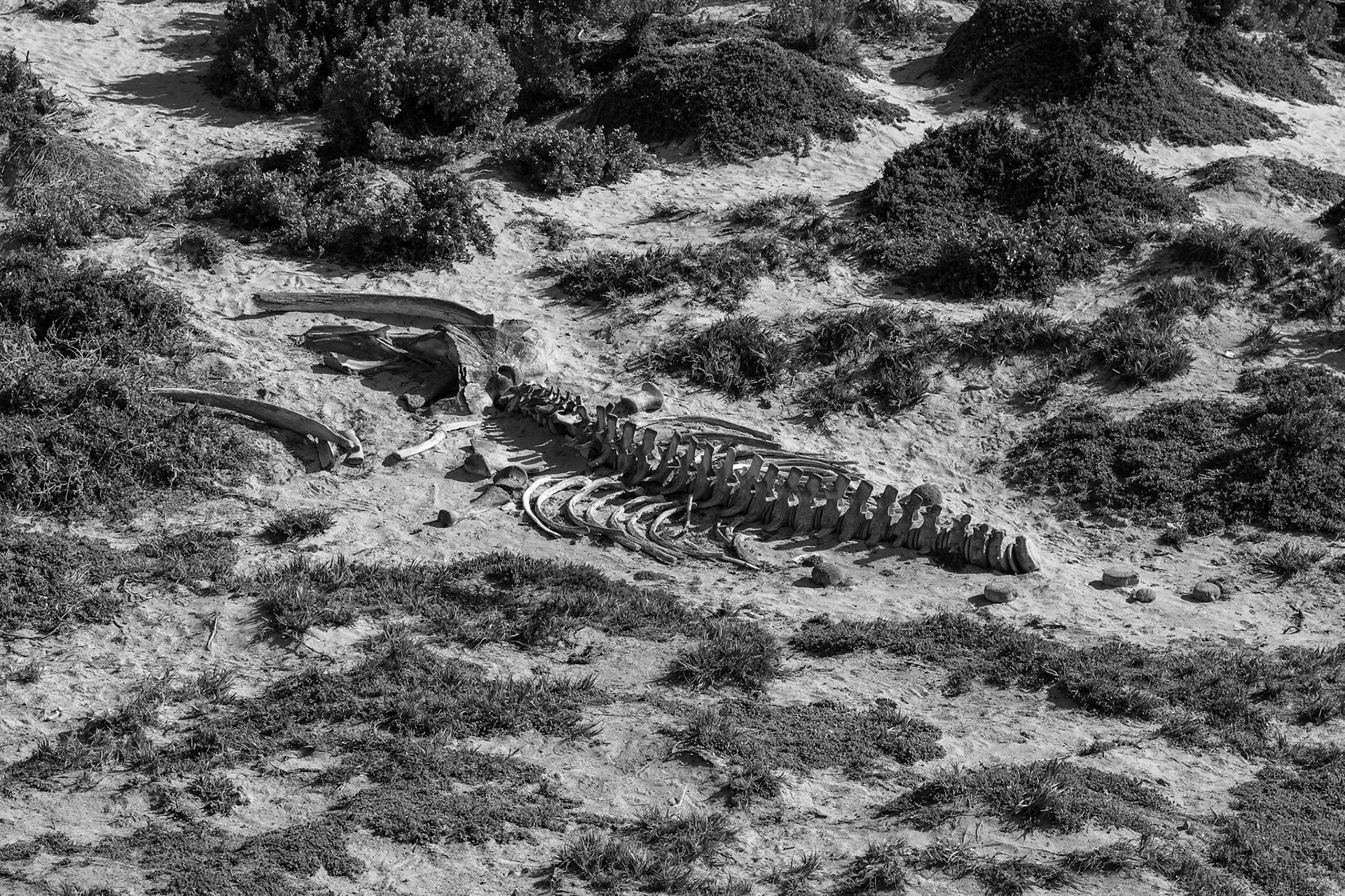 The remains of a Juvenile humpback whale that washed up on Seal Bay on Kangaroo Island, Australia