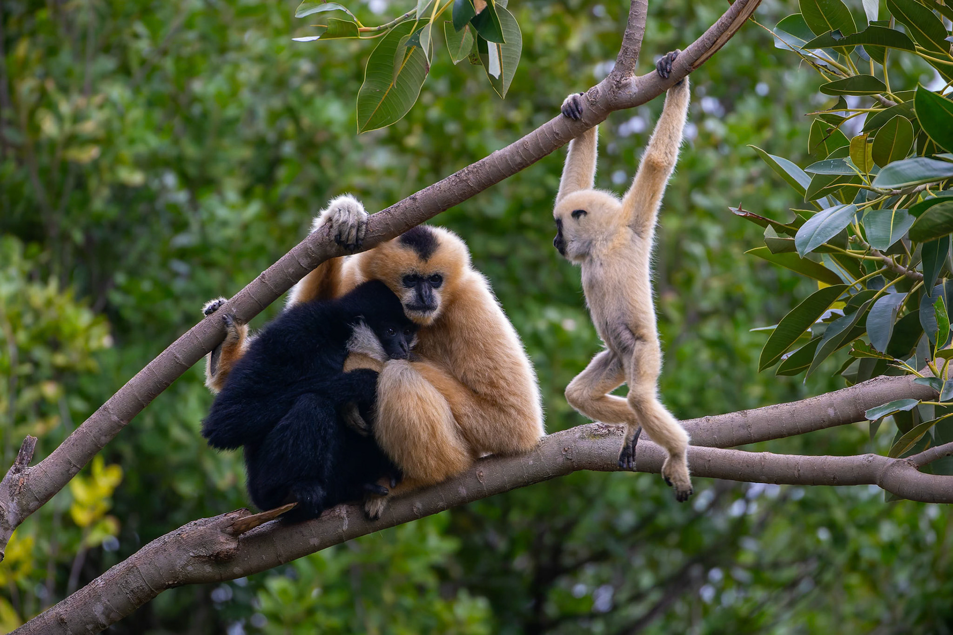 White-Cheeked Gibbon at the Adelaide Zoo, South Australia, Australia