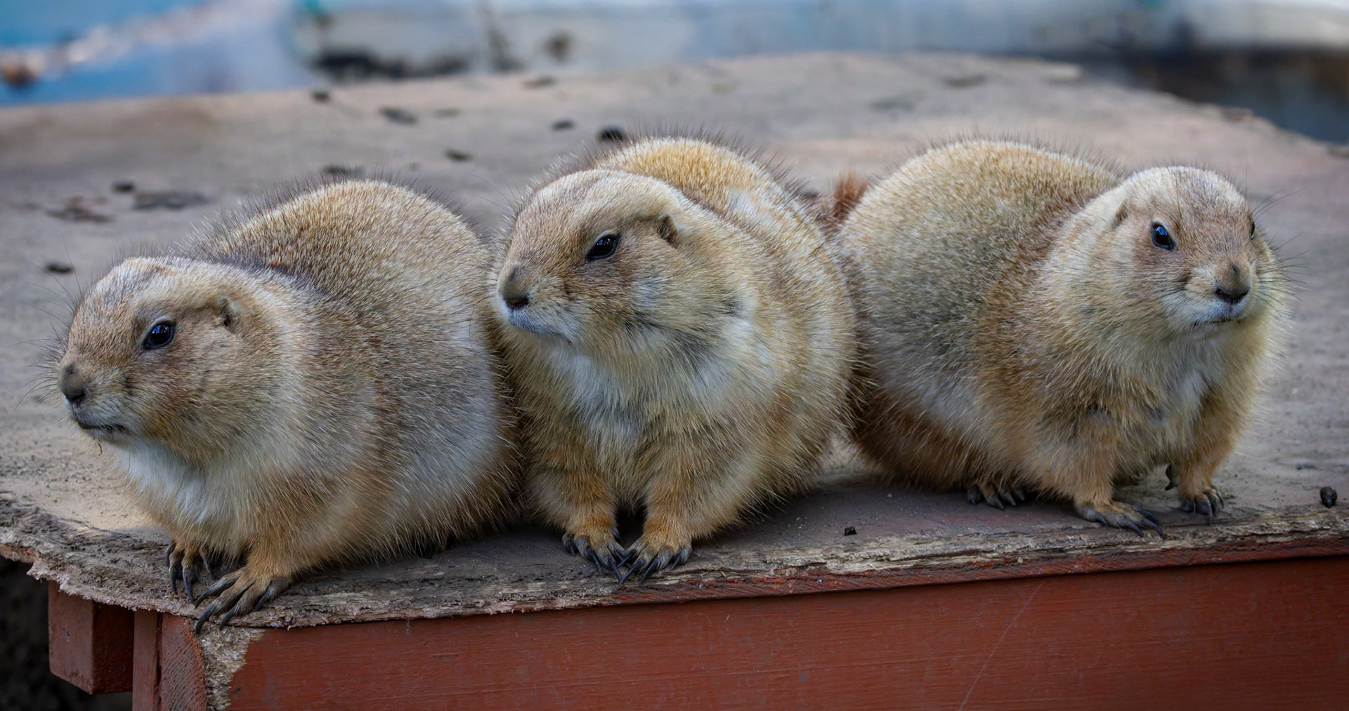 Prairie Dogs at Ueno Zoological Gardens in Tokyo, Japan