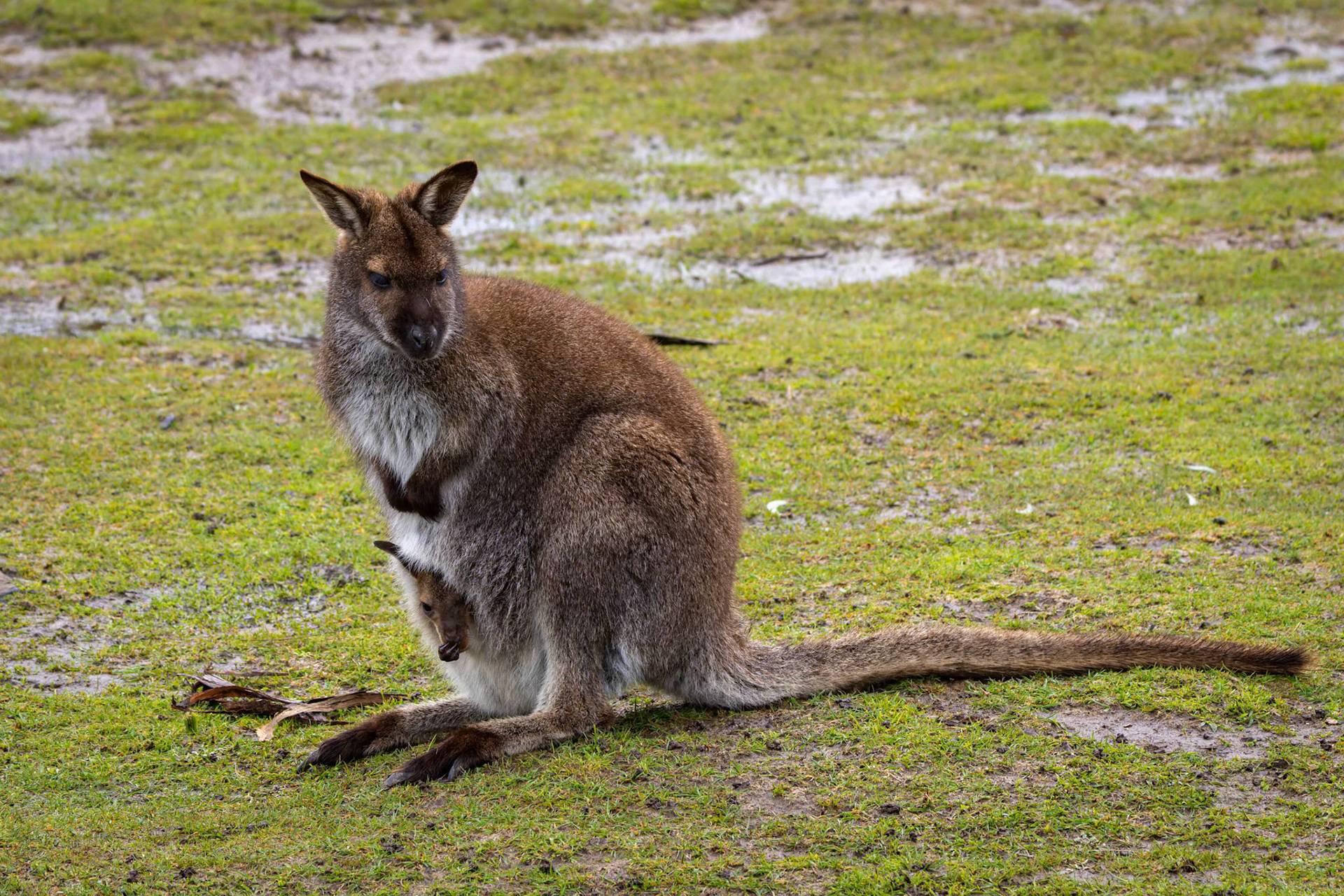 Wallaby with Joey at the Tasmanian Zoo outside of Launceston in Tasmania, Australia