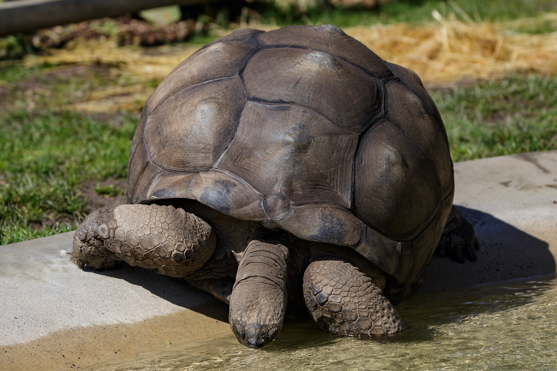 Burmese Brown Tortoise at Ballarat Wildlife Park in Ballarat, Victoria, Australia