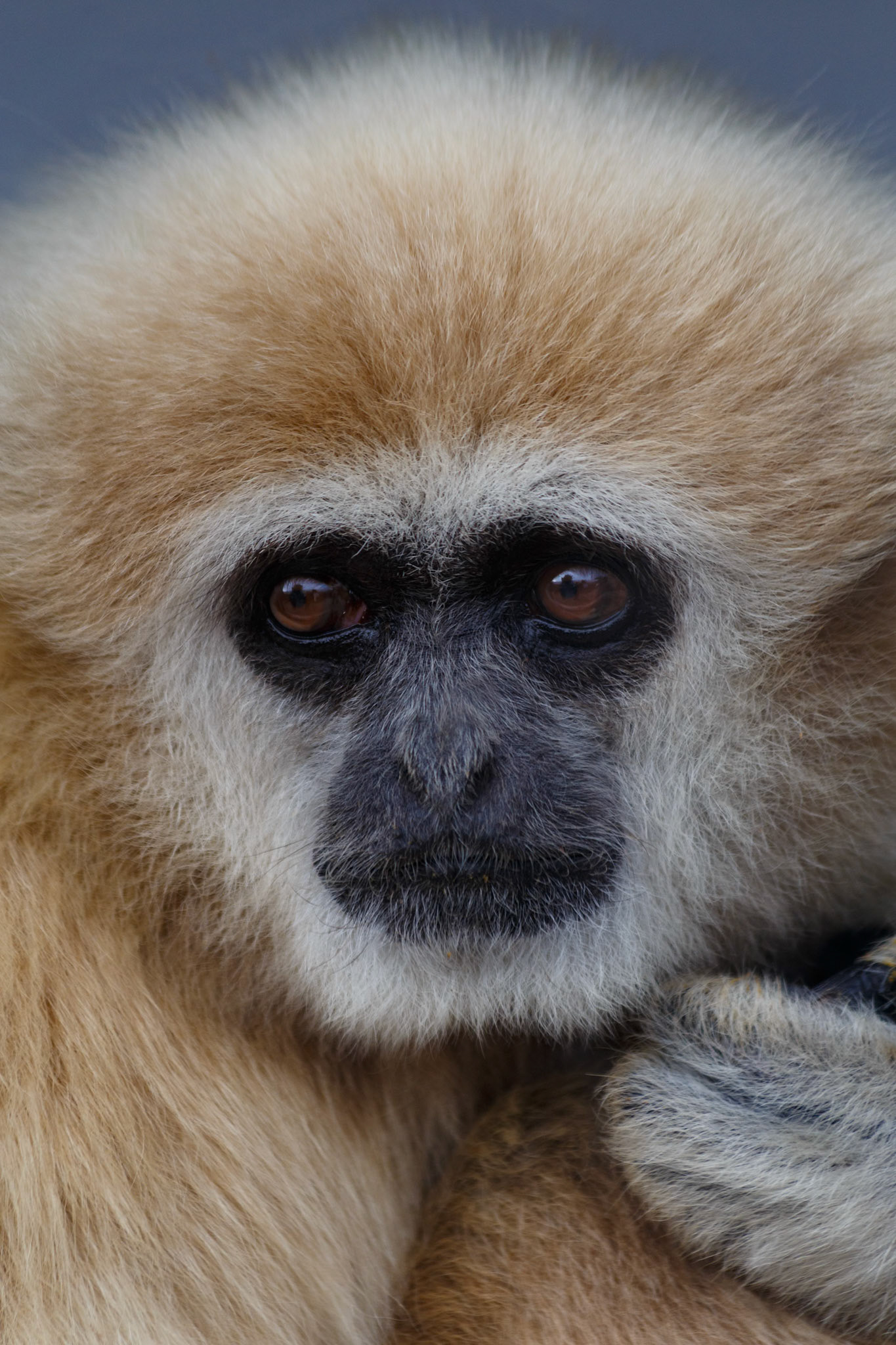 Lar Gibbon at the Welsh Mountain Zoo, Wales