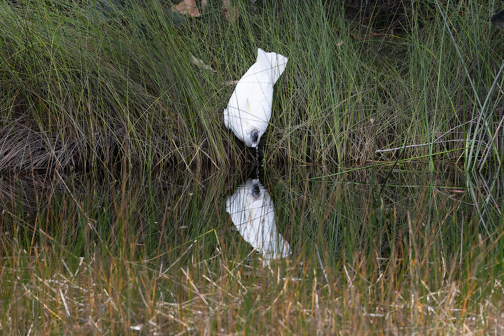 A Sulphur-crested Cockatoo at the Kingfisher Bay Resort on Fraser Island, Australia