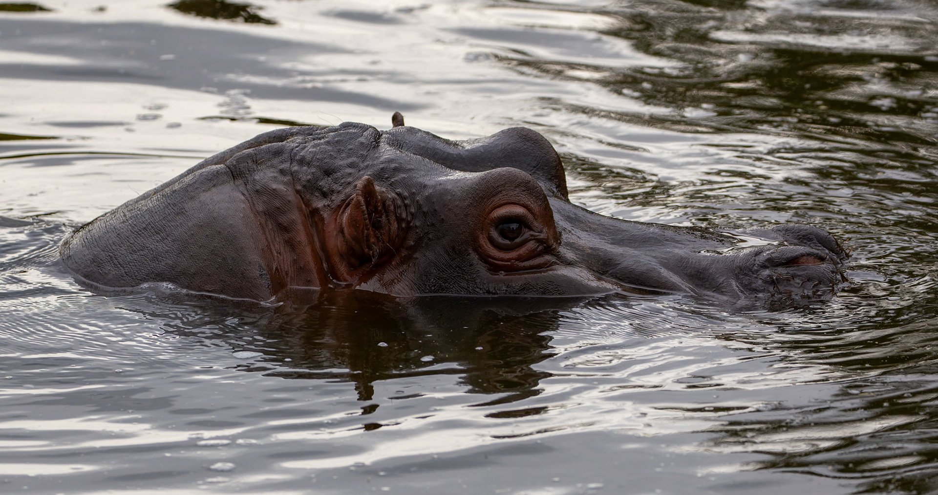 Hippopotamus at Werribee Open Range Zoo in Werribee South in Victoria, Australia