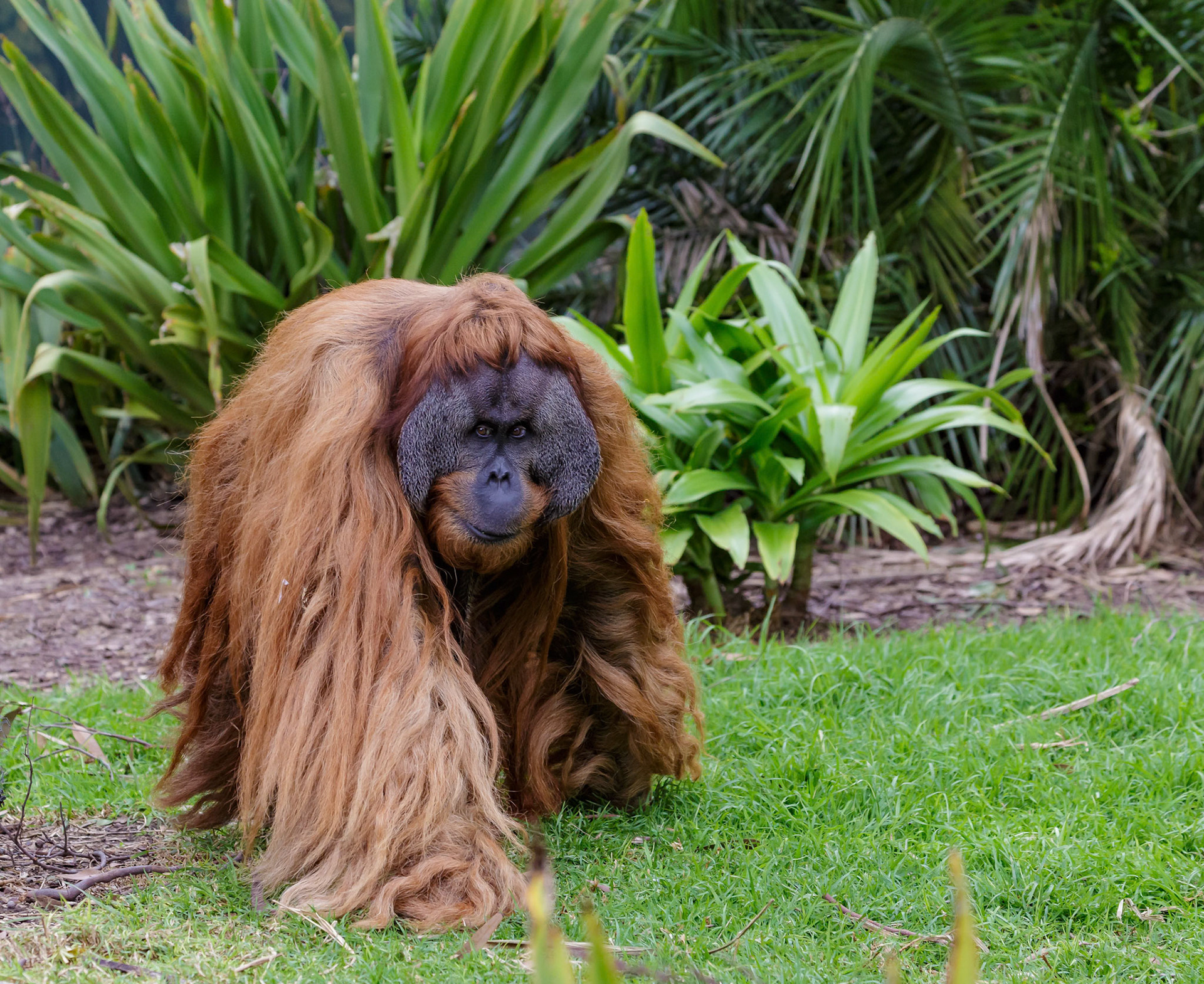 Sumatran Orangutan at the Adelaide Zoo, South Australia, Australia
