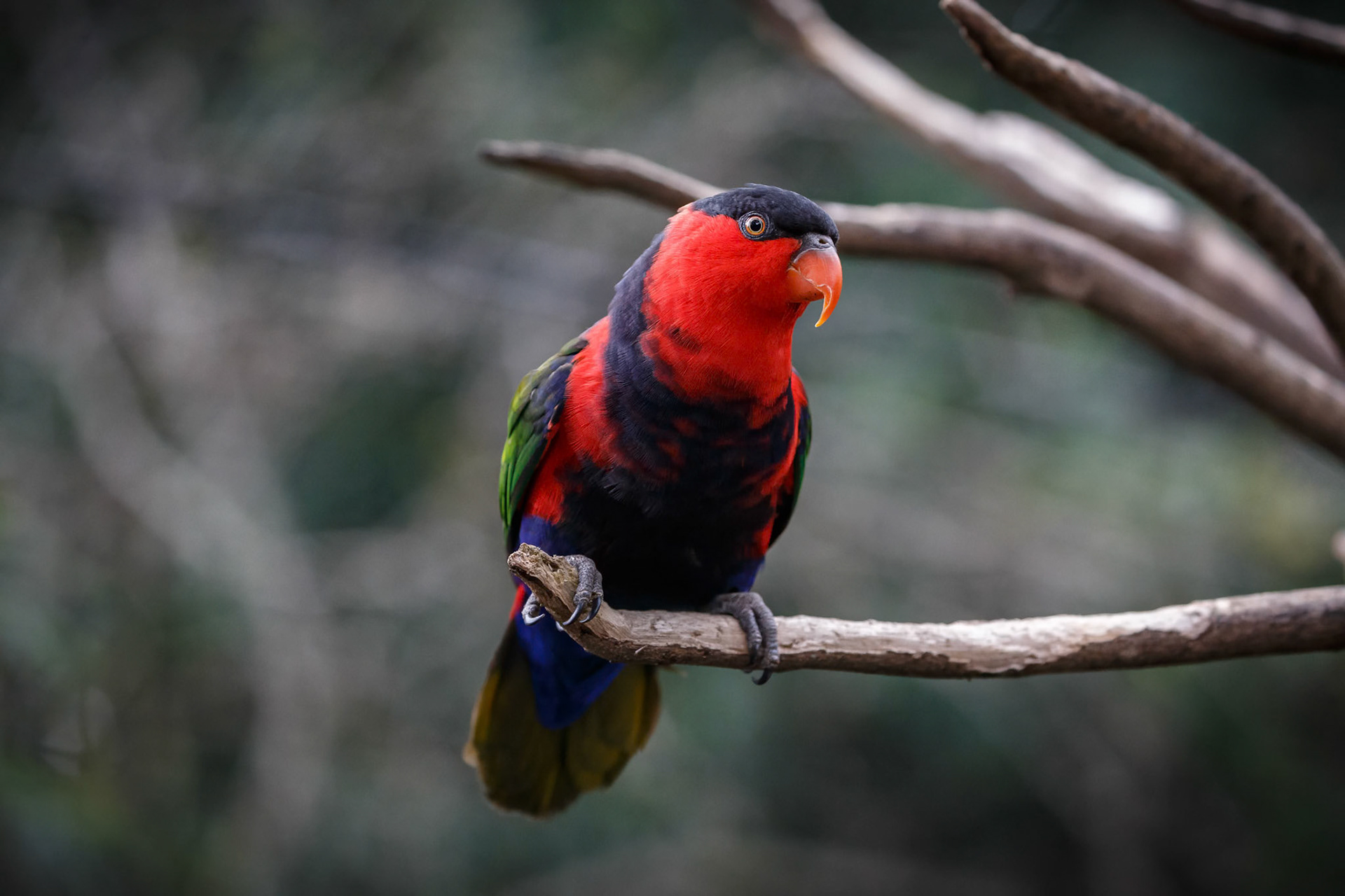 Black-capped Lory at the Adelaide Zoo, South Australia, Australia