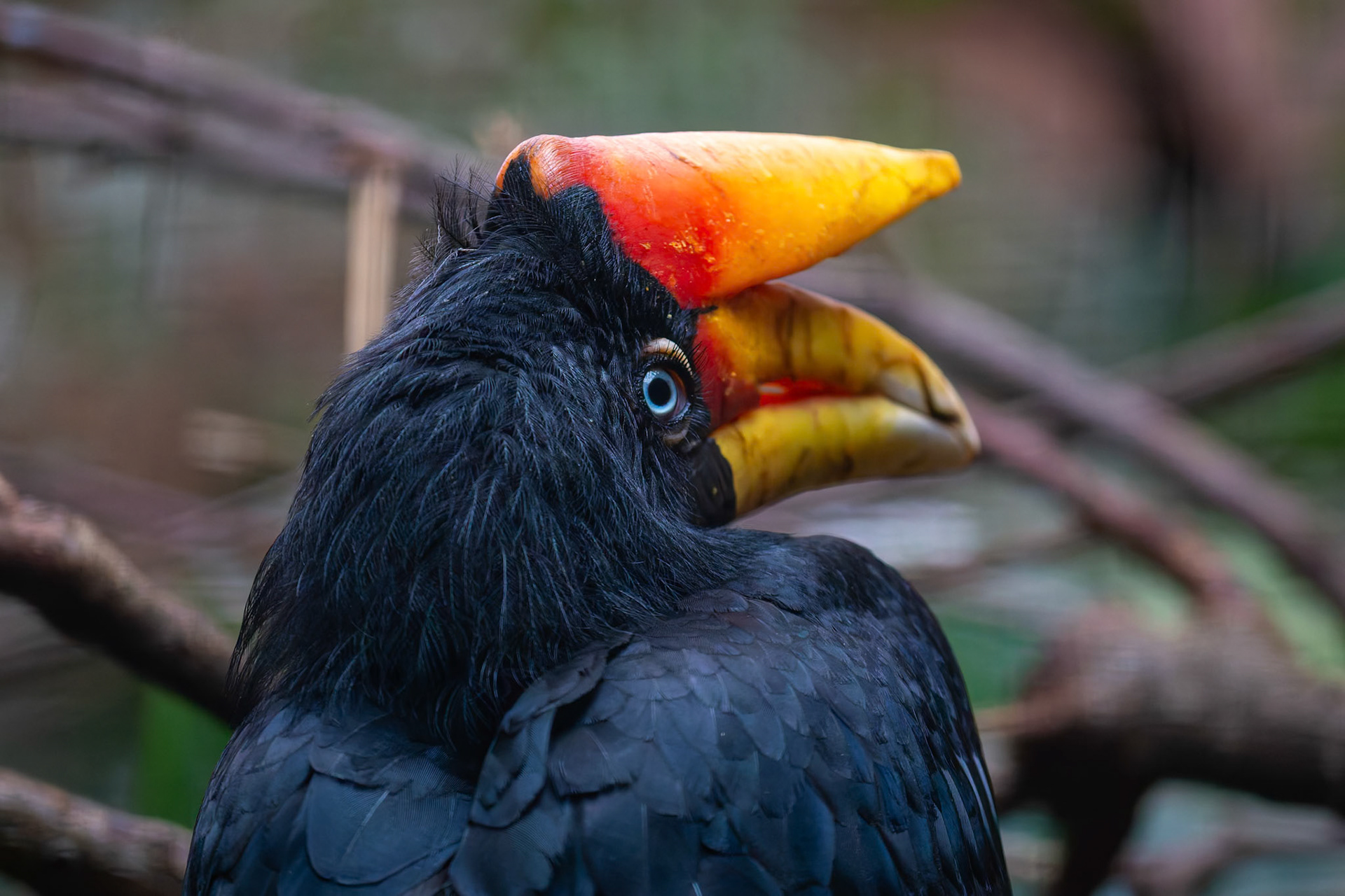 Rhinoceros Hornbill at the Chester Zoo, England