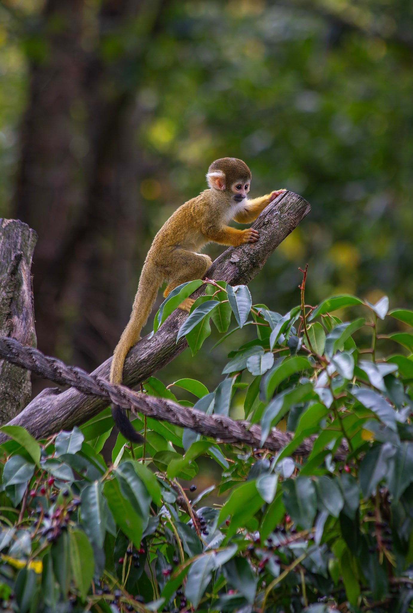 Bolivian Black-Capped Squirrel Monkey at the London ZSL, England