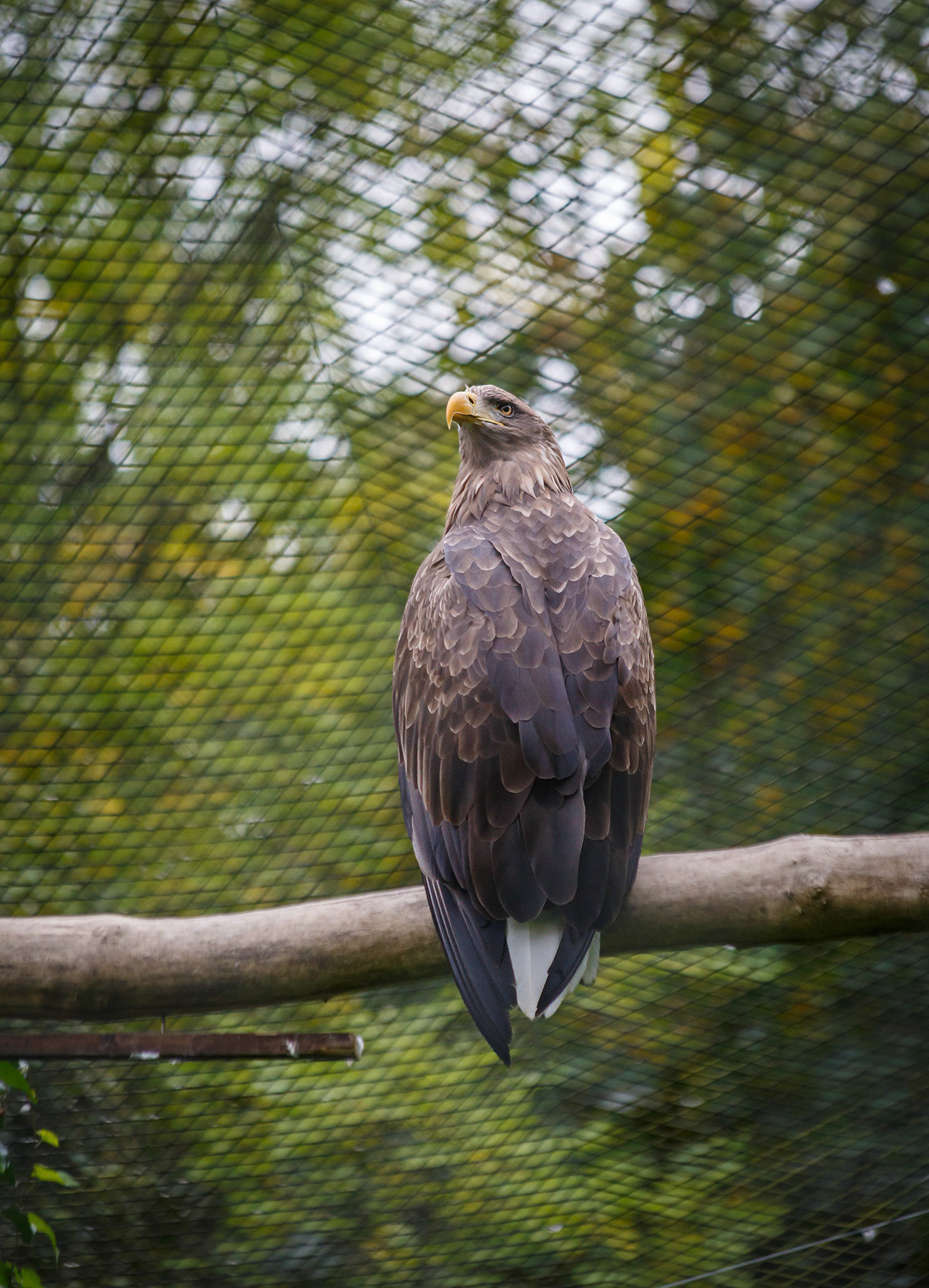 White Tailed Sea Eagle at the Welsh Mountain Zoo, Wales