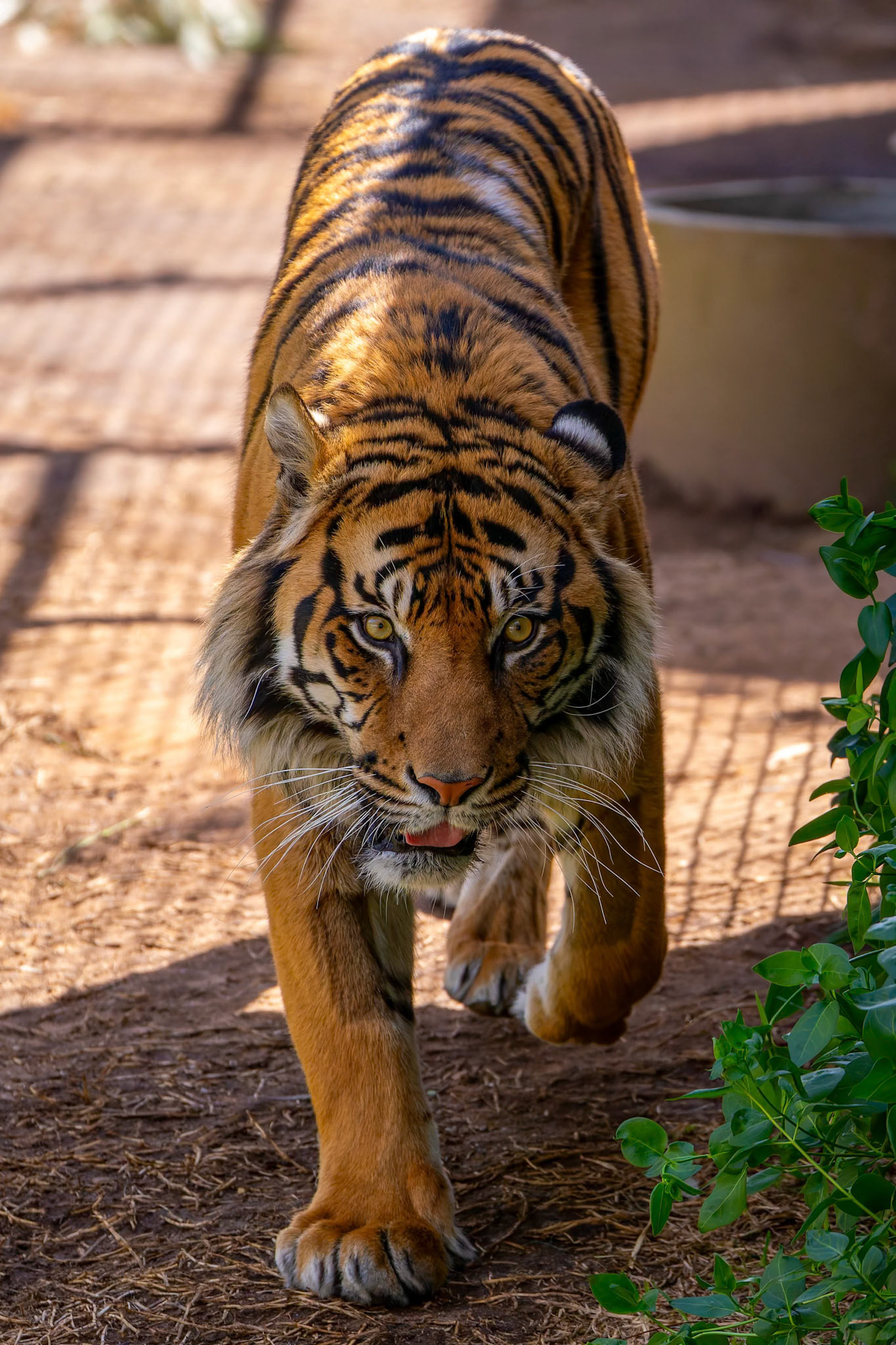 Sumatran Tiger at Dubbo Zoo in Dubbo, Australia