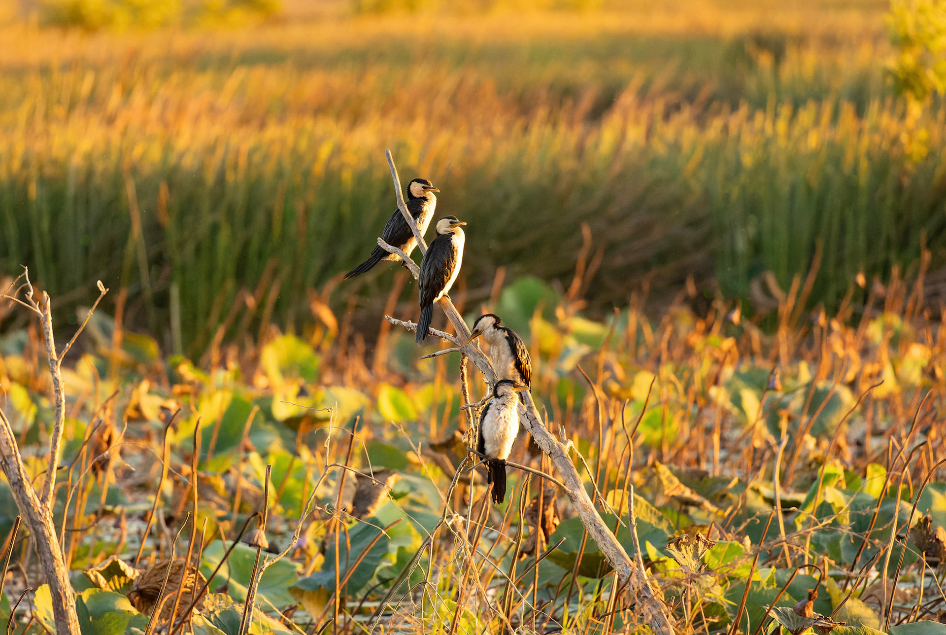 A group of Little Pied Cormorants at Fogg Dam Conservation Reserve in Northern Territory, Australia