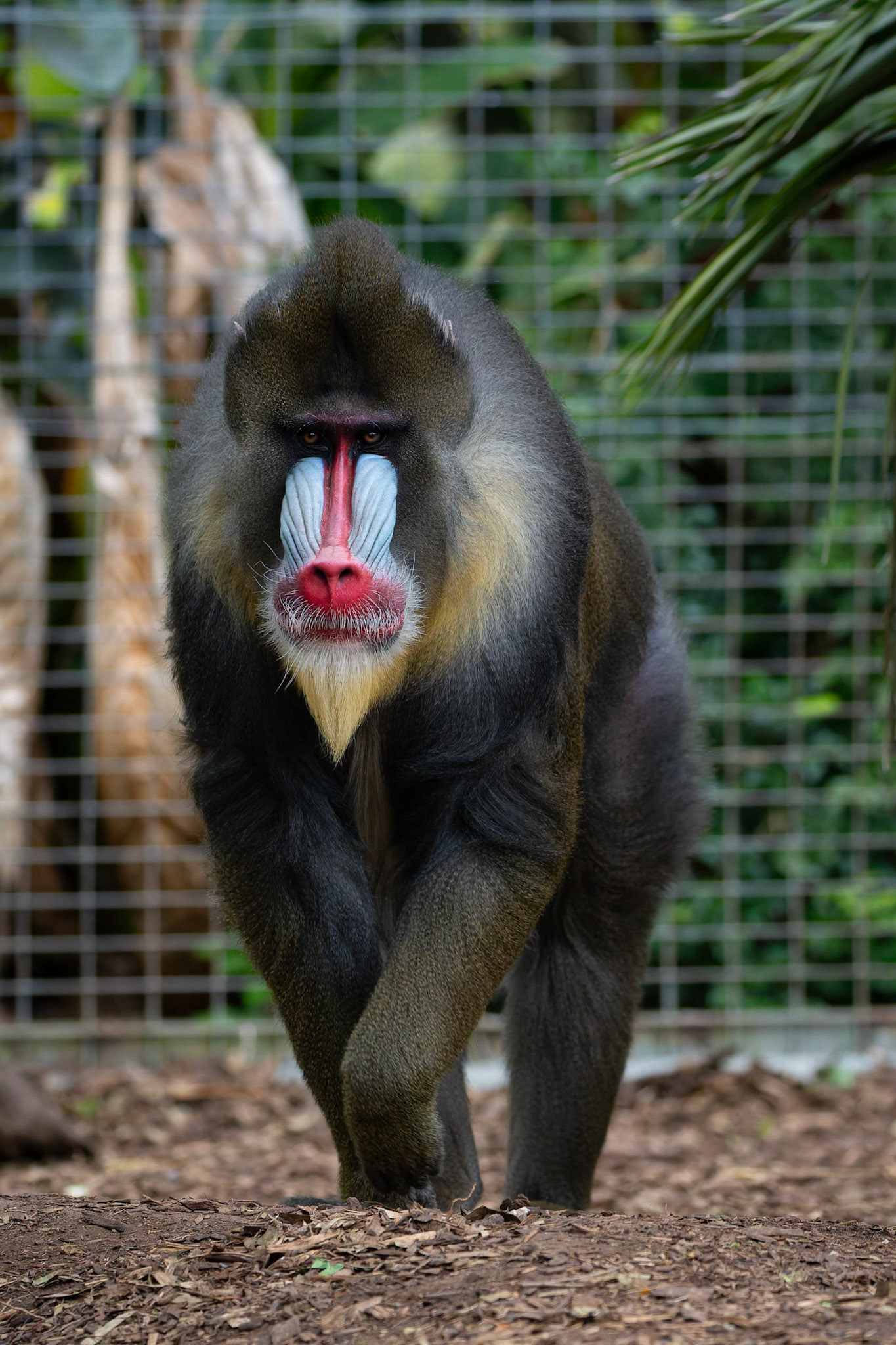 Mandrill at the Adelaide Zoo, South Australia, Australia