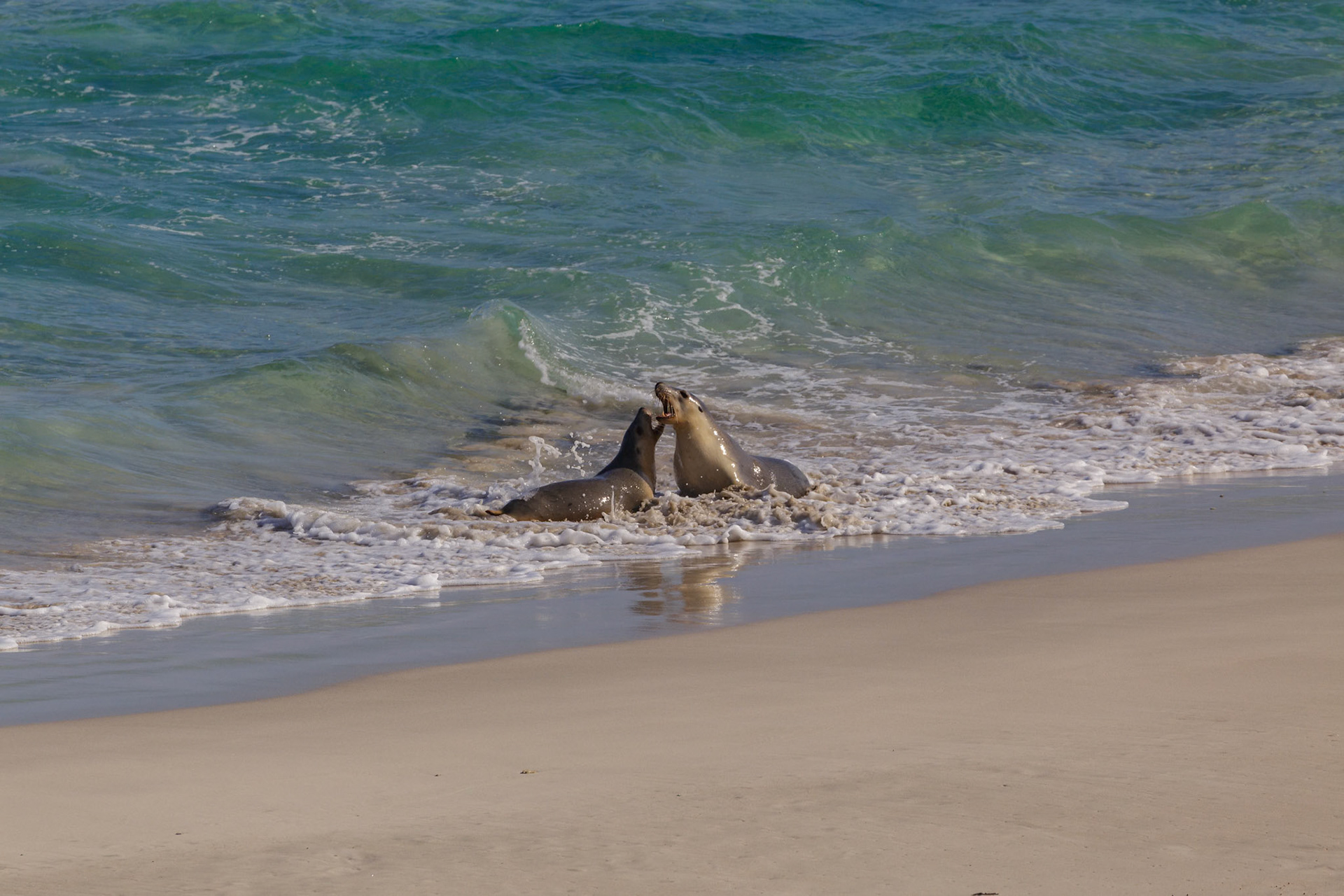 Australian Sea Lions at Seal Bay on Kangaroo Island, Australia