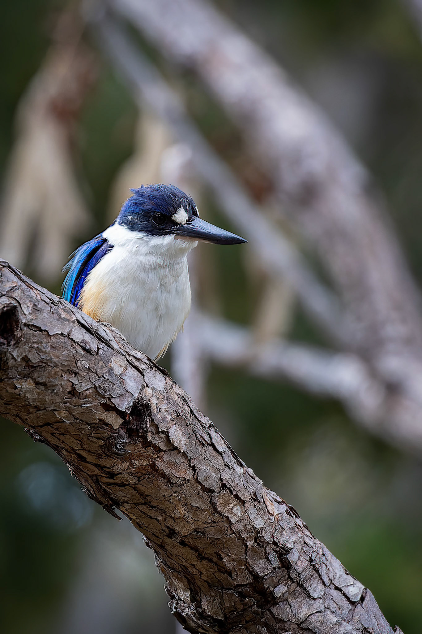 A Forest KingFisher at the King Fisher Resort on Fraser Island, Australia