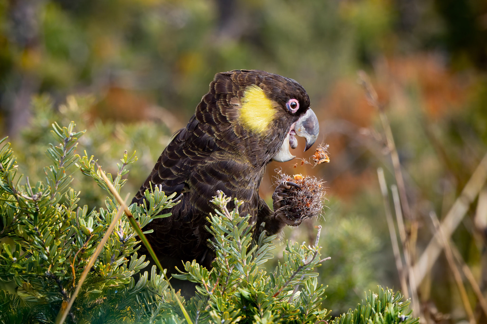 Yellow-tailed Black-Cockatoo at the Cape Bruny Lighthouse on Bruny Island of the coast of Tasmania, Australia