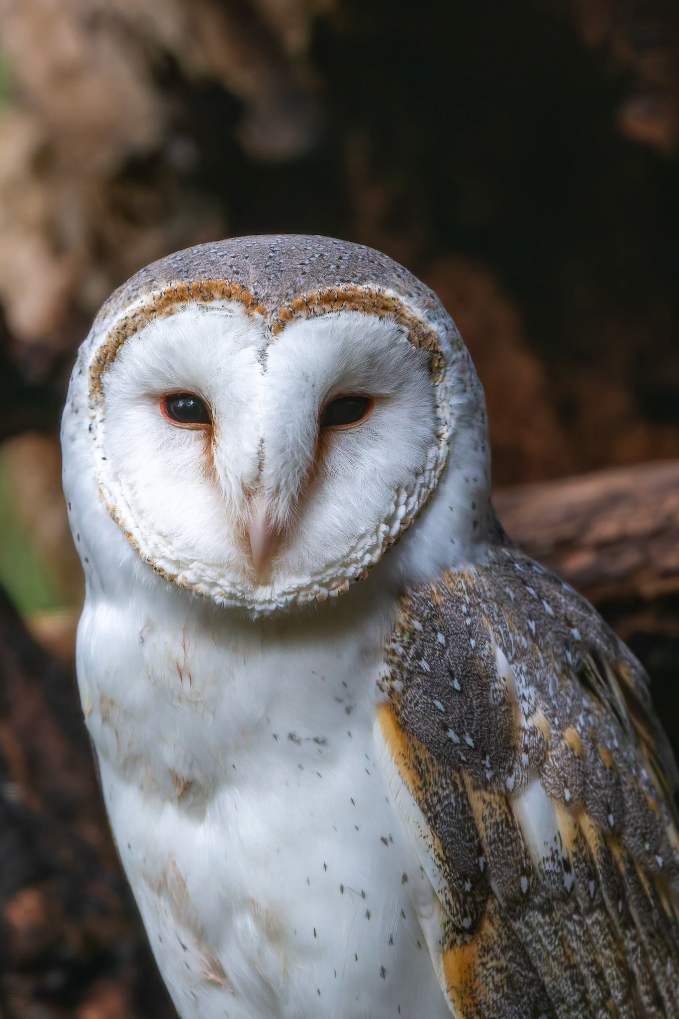 Barn Owl during the Spirits of the Sky at Healesville Sanctuary in Healesville, Australia