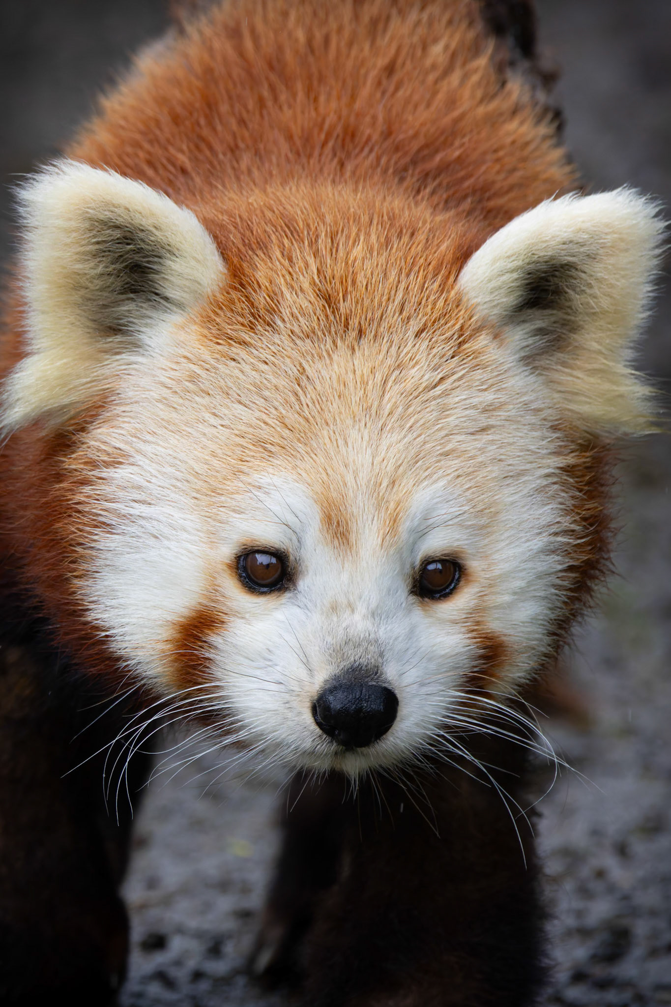 Red Panda at the Tasmanian Zoo outside of Launceston in Tasmania, Australia