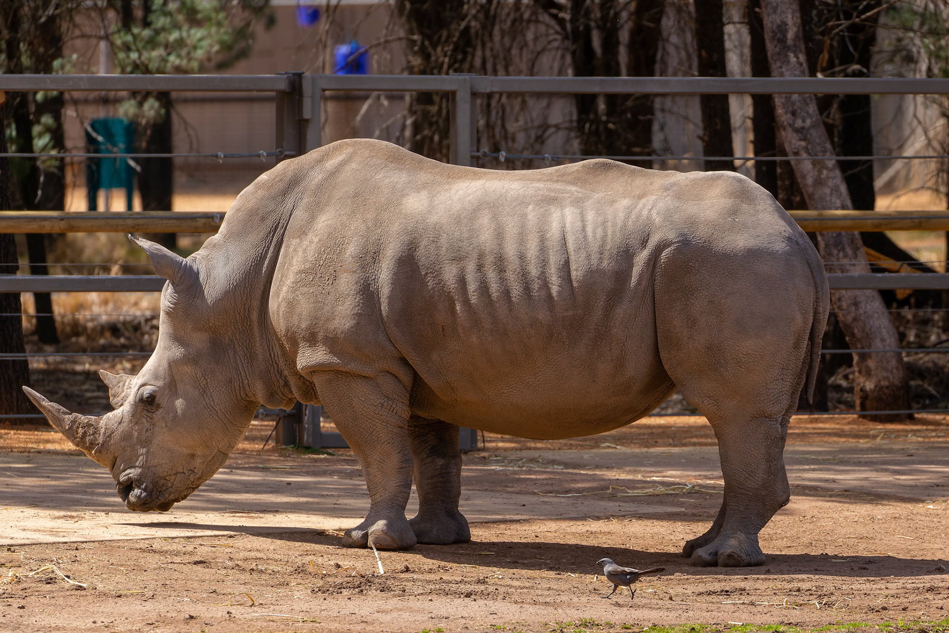 White Rhinoceros at Dubbo Zoo in Dubbo, Australia