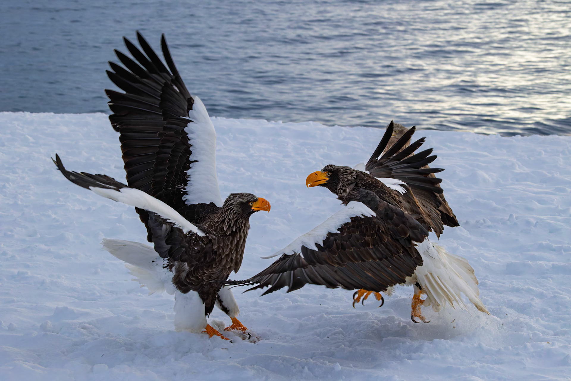 A pair of Stella Eagles fighting over breakfast at Rausu Fishing Port on the Island of Hokkaido, Japan