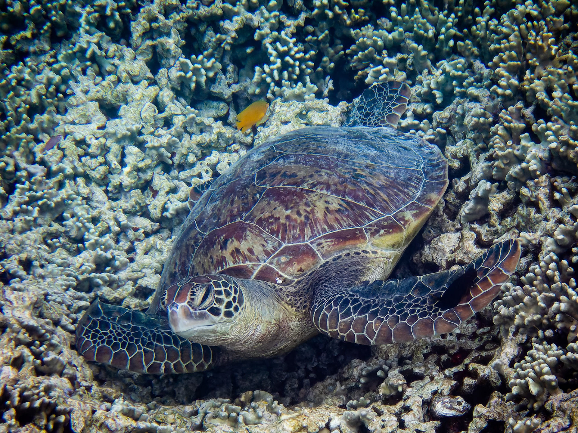 A Green Sea Turtle swimming around the cove of Lady Musgrave Island off the coast of Queensland, Australia