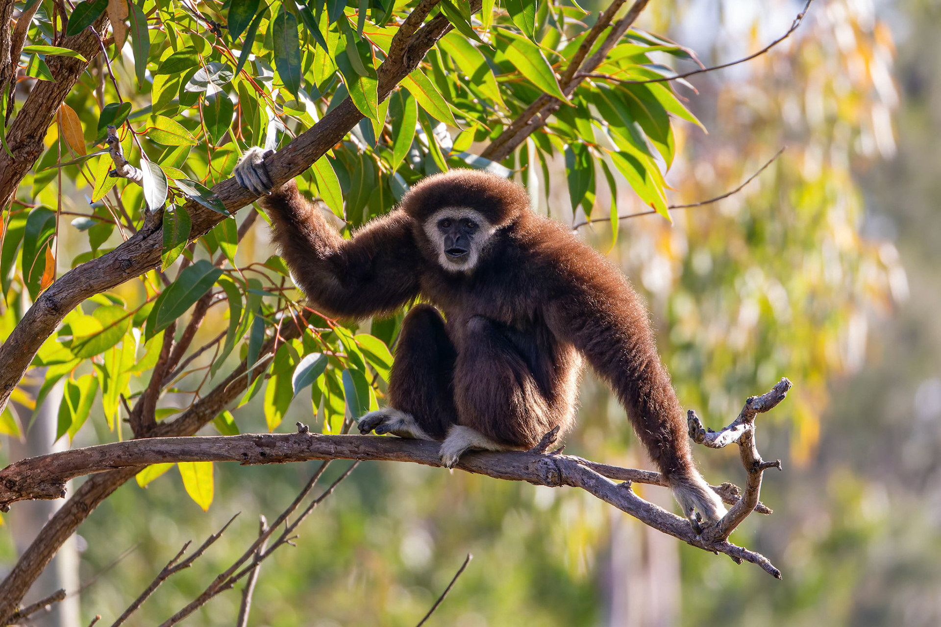 White Hand Gibbon at Dubbo Zoo in Dubbo, Australia