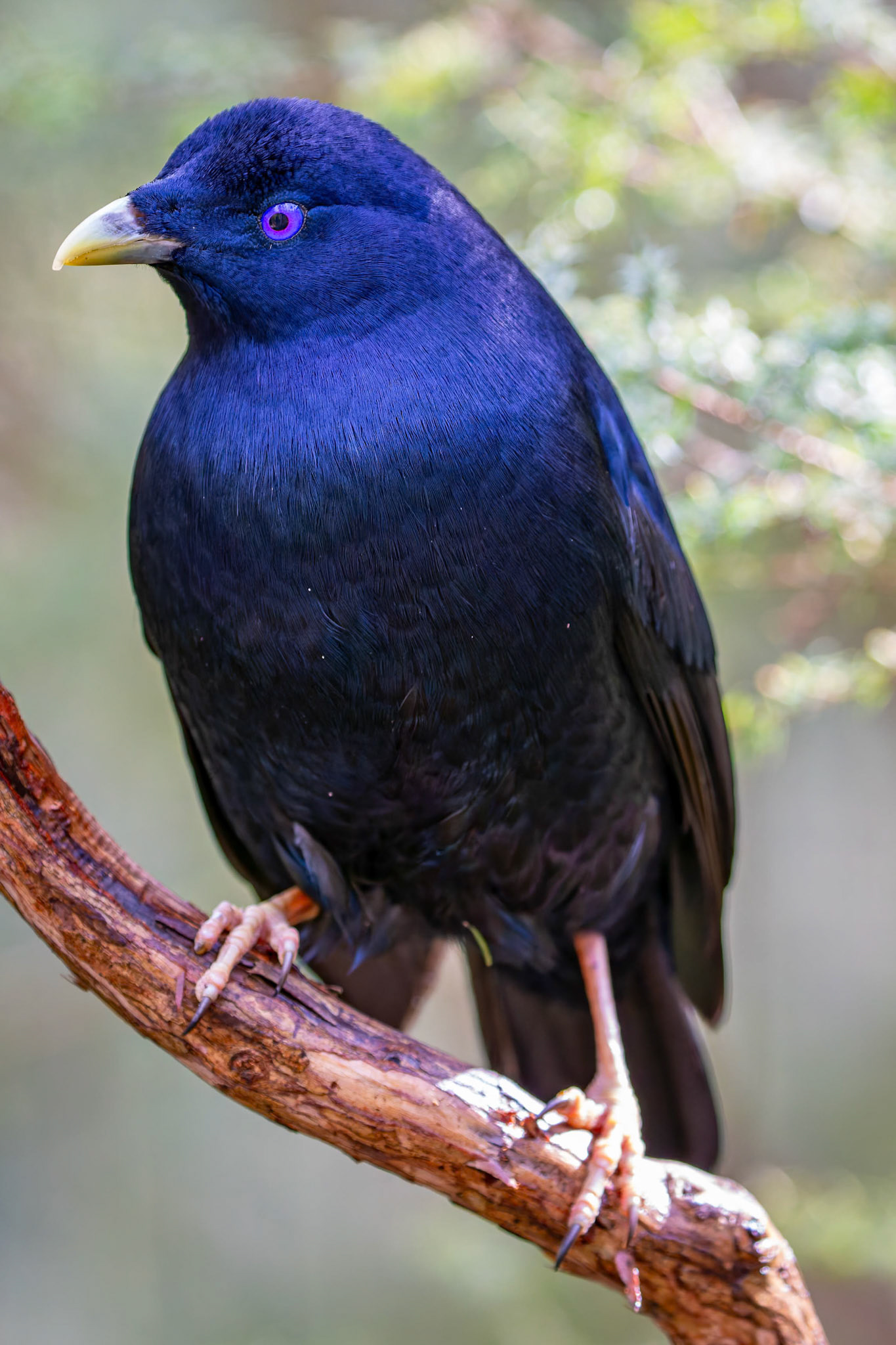 Satin Bowerbird at Healesville Sanctuary in Healesville, Australia