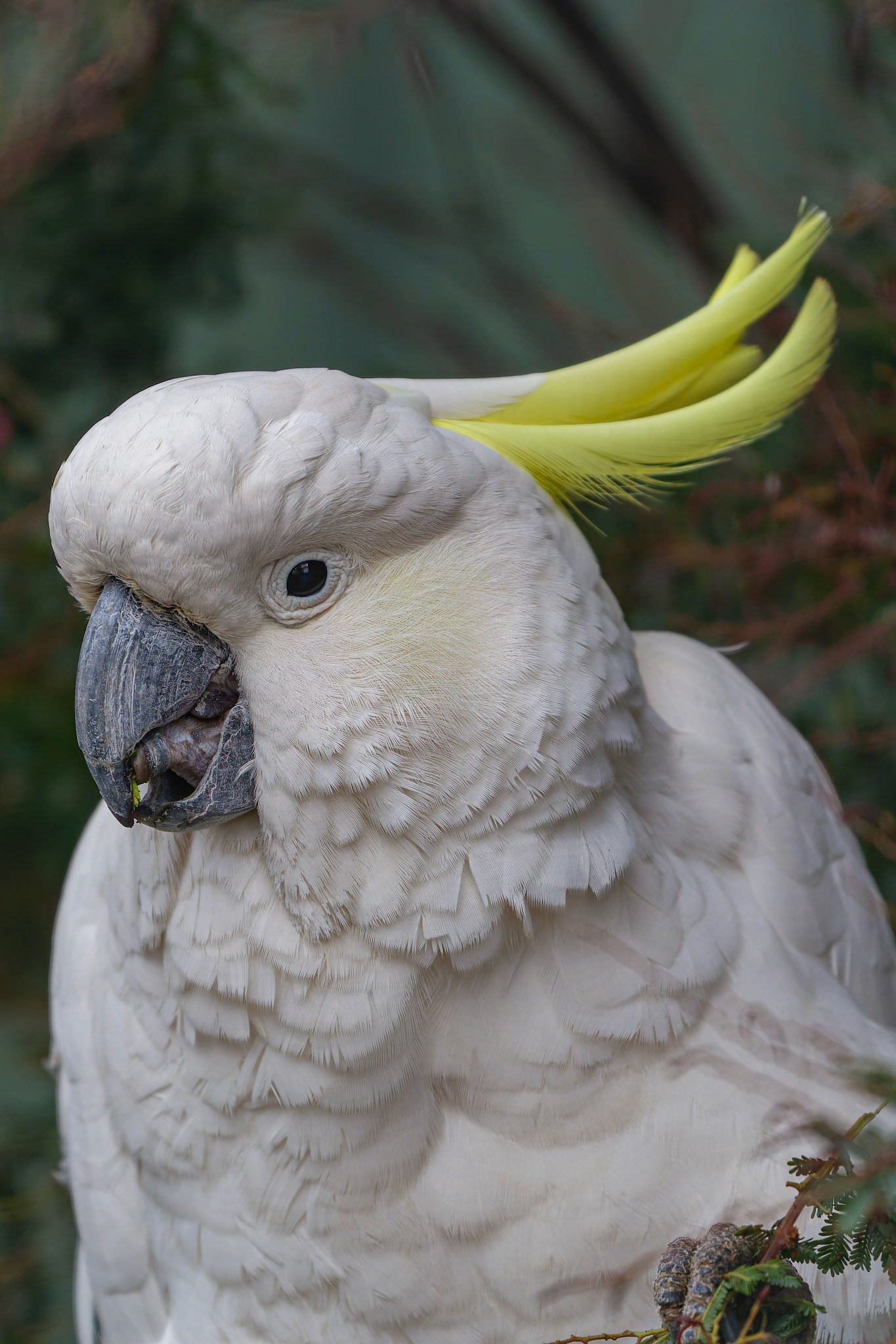 Australian Cockatoo at the Kangaroo Island Wildlife Park on Kangaroo Island, Australia
