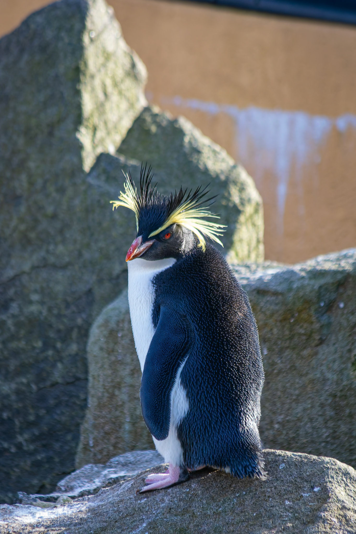 Northern Rockhopper Penguins at the Edinburgh Zoo, Scotland
